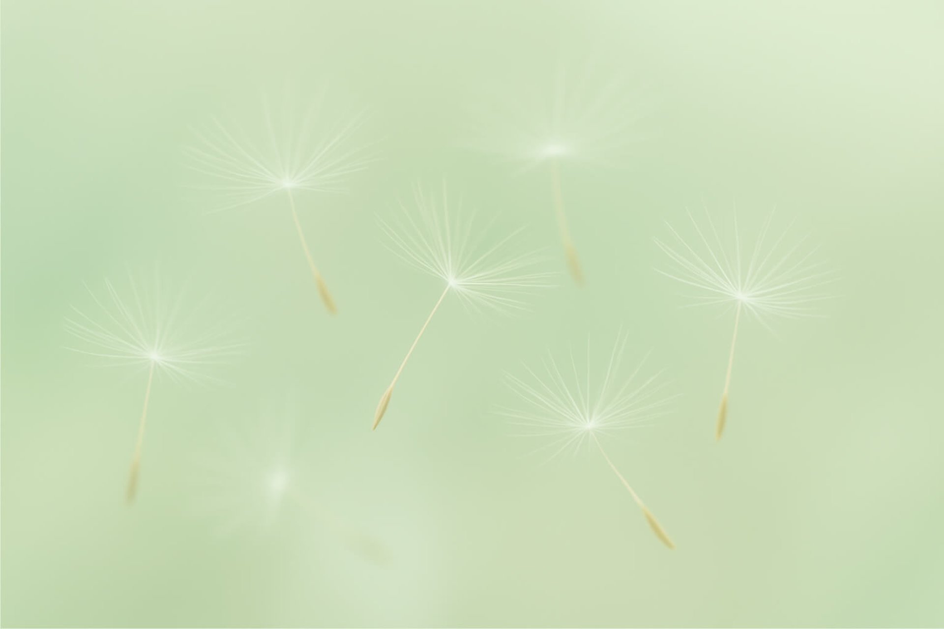 Fliegende Schirmchen einer Pusteblume vor grünem Hintergrund