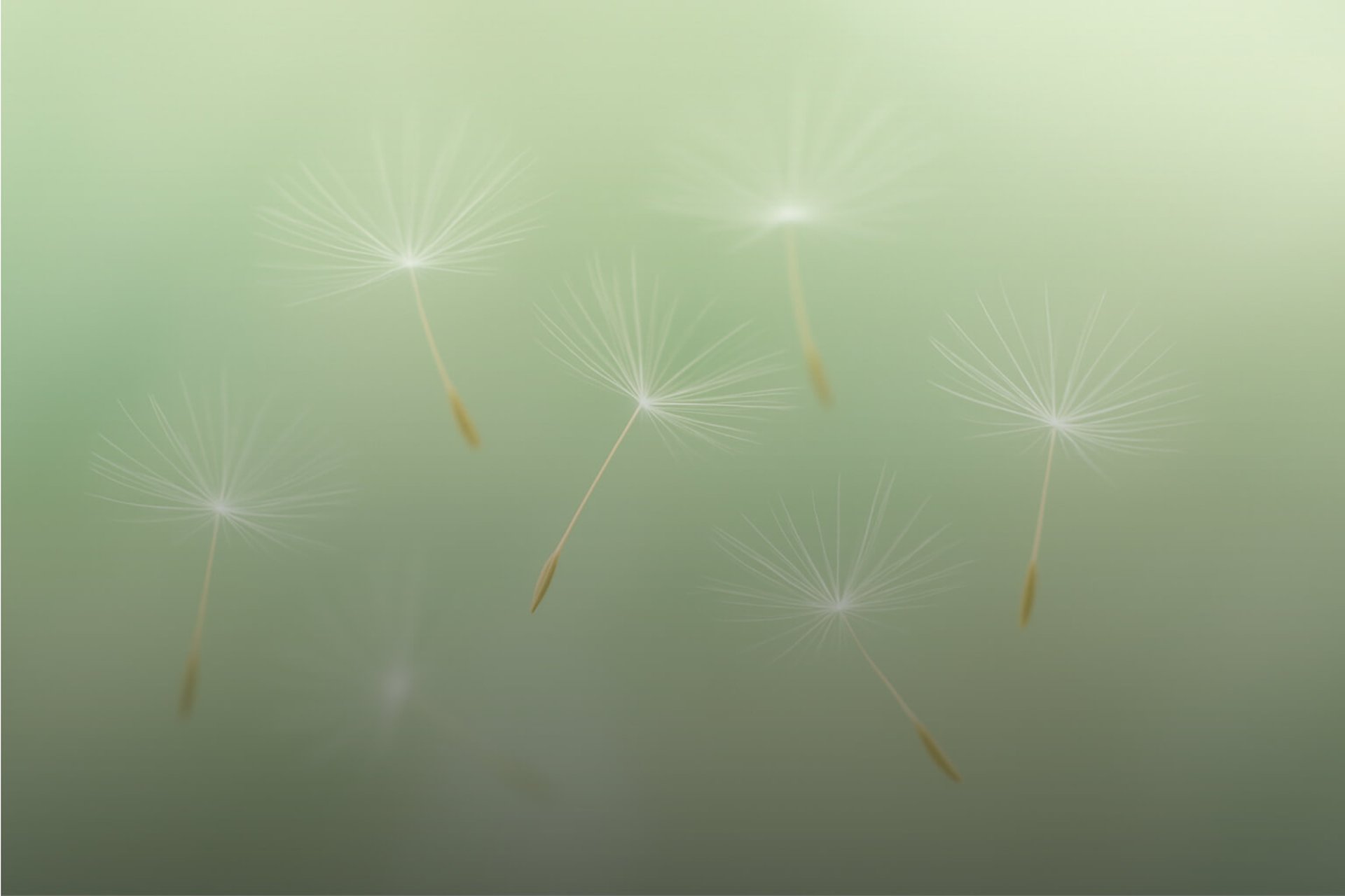 Fliegende Schirmchen einer Pusteblume vor grünem Hintergrund