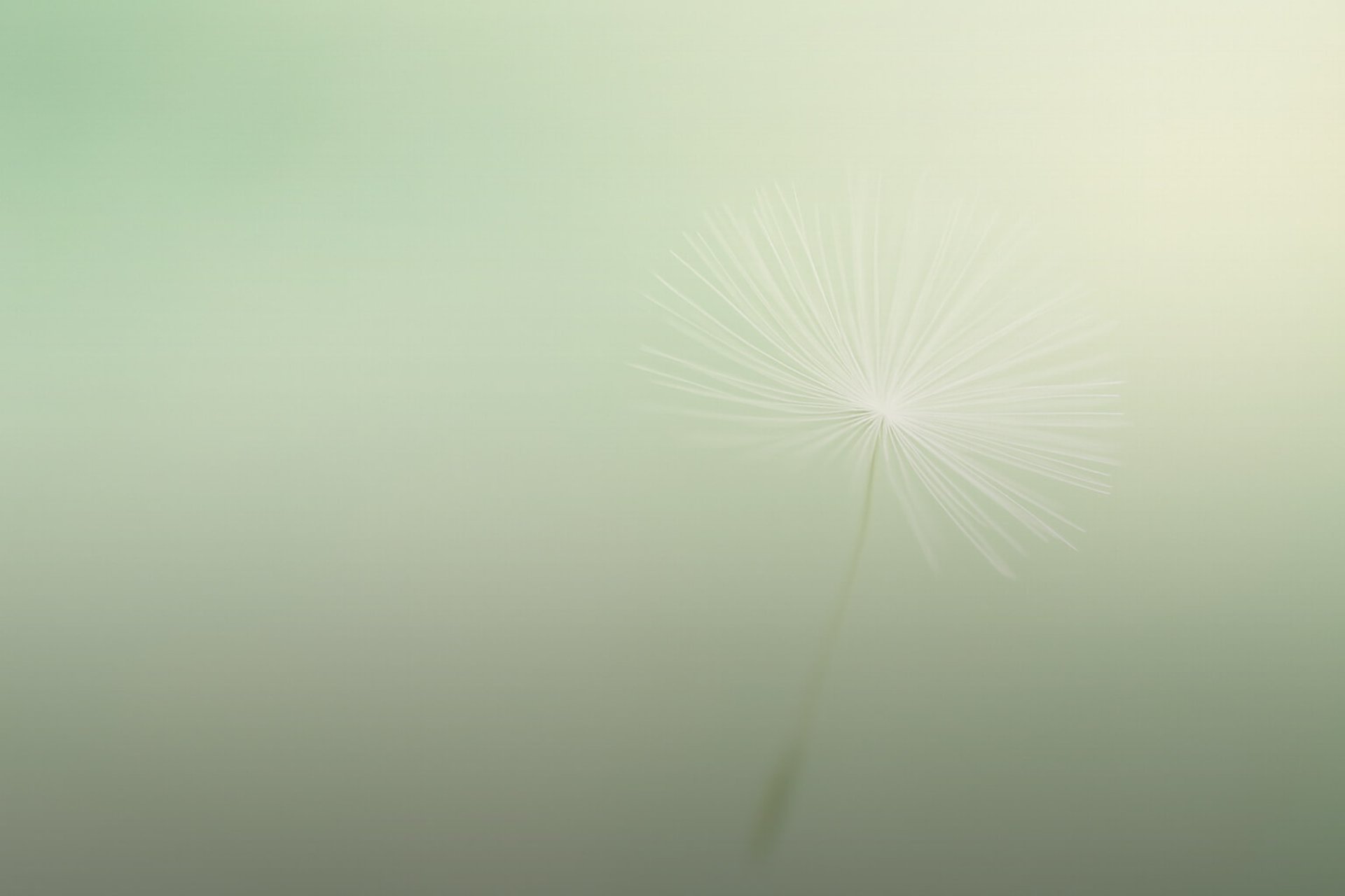 Fliegendes Schirmchen einer Pusteblume vor grünem Hintergrund