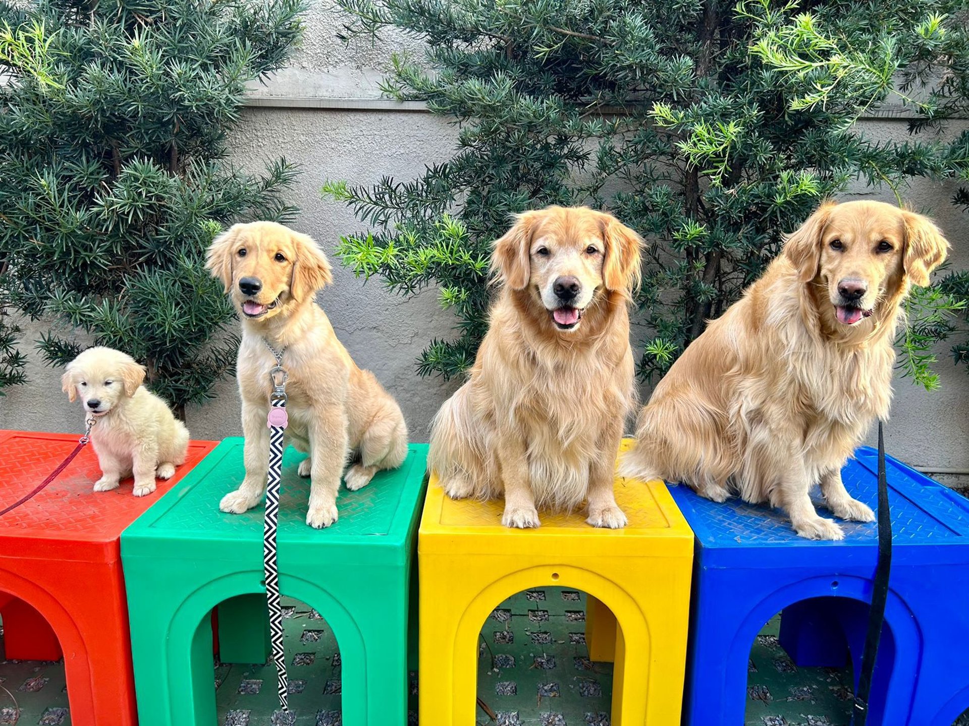 Goldens sentados lado a lado com muita harmonia e educação