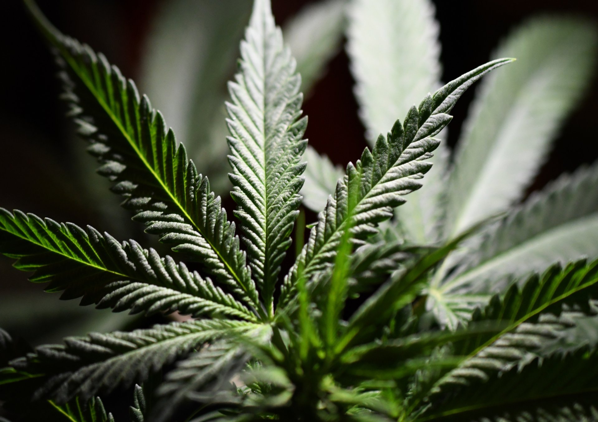 gray computer monitor