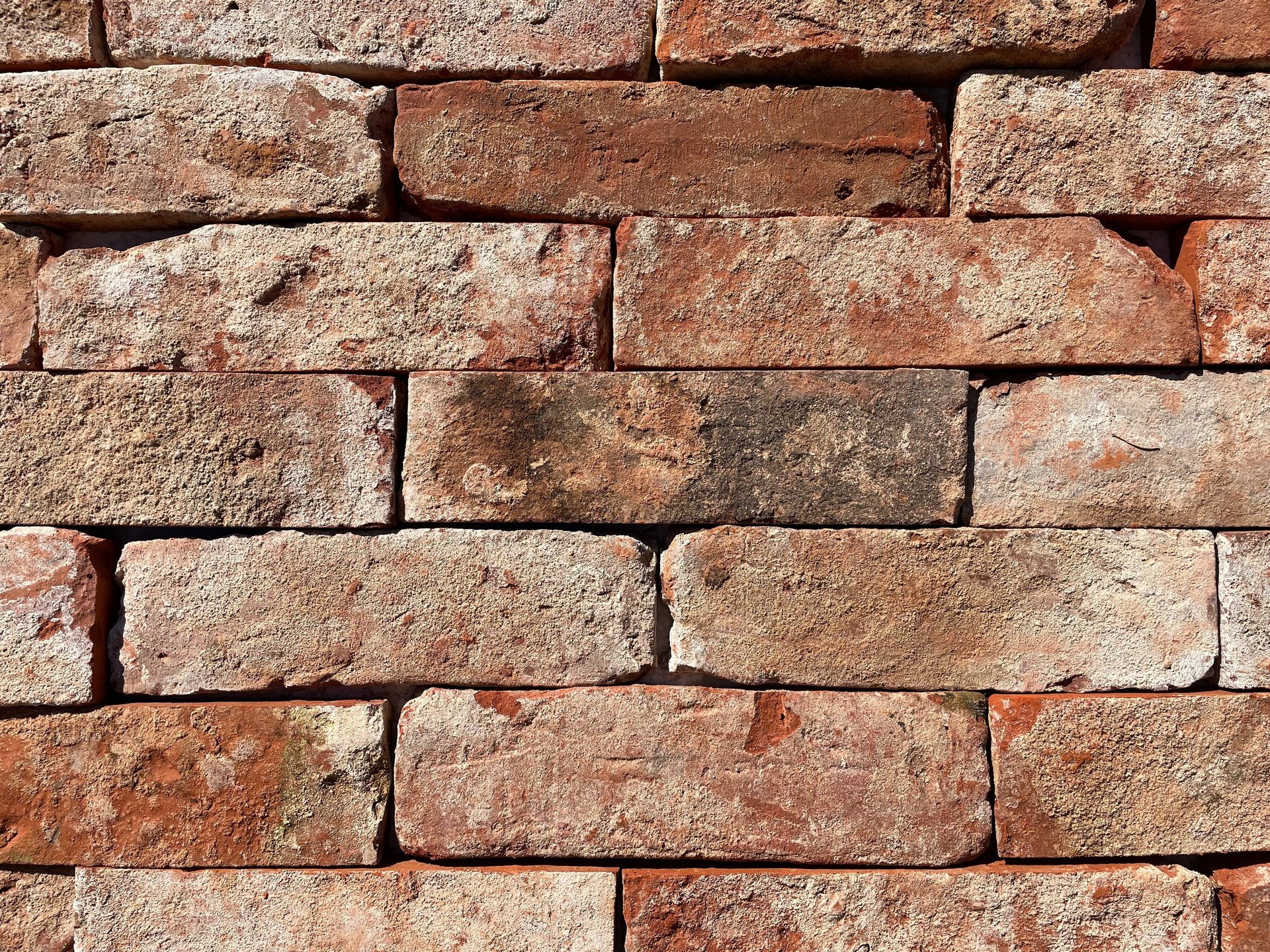 woman holding dried flower
