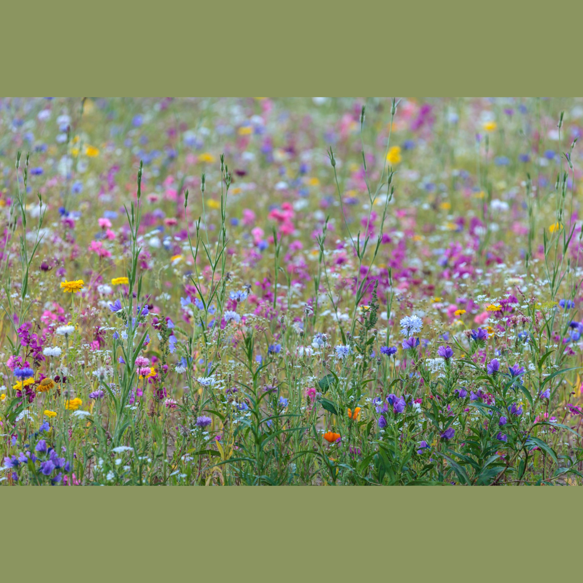 purple flower field under blue sky during daytime