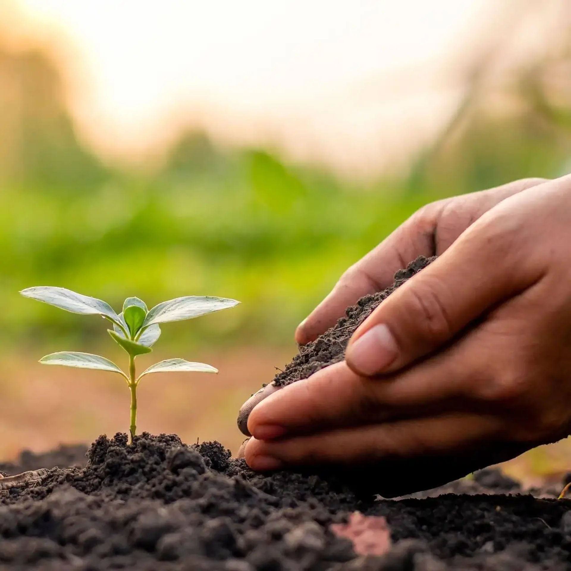 Gros plan sur des mains en train de planter une jeune pousse