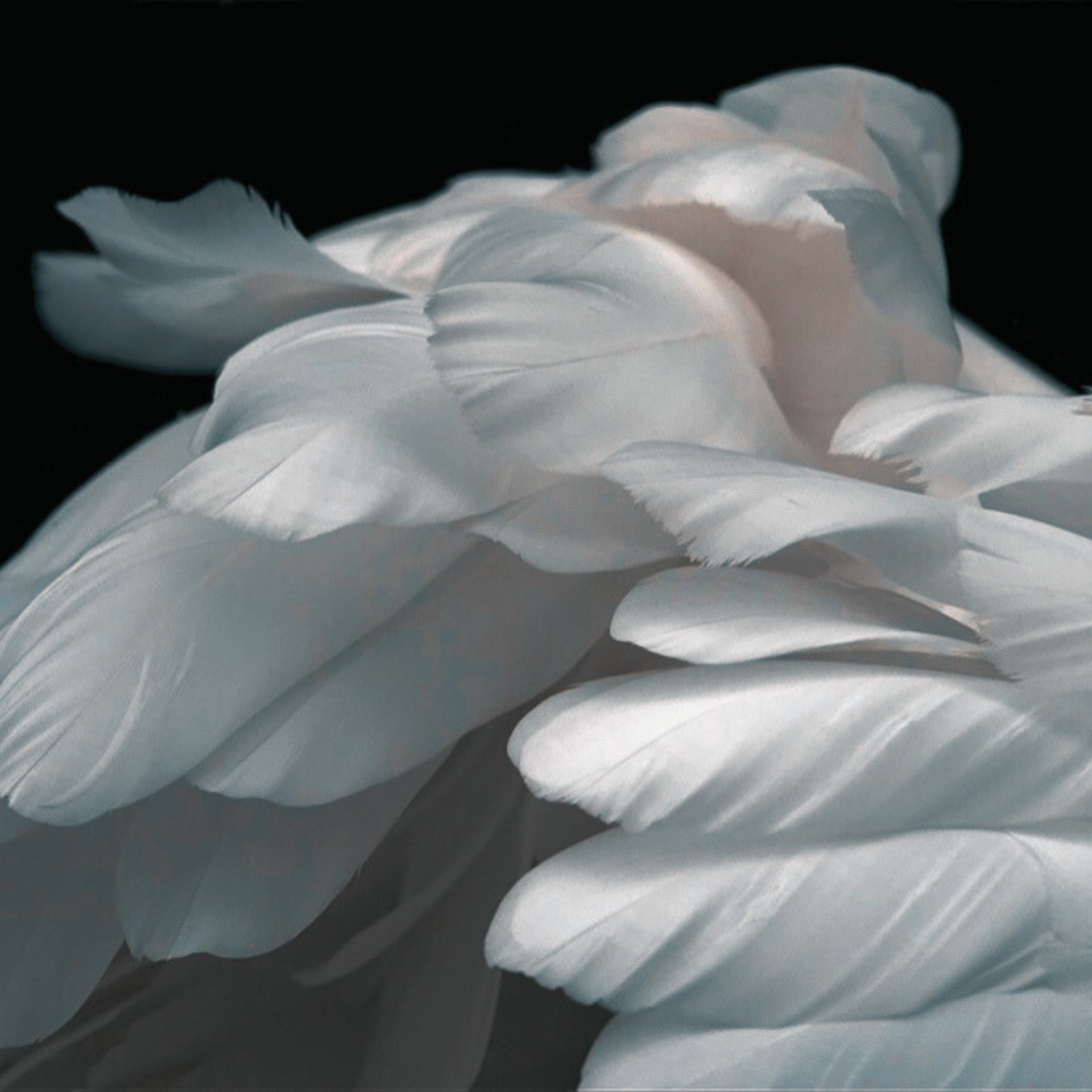 black and white bed linen