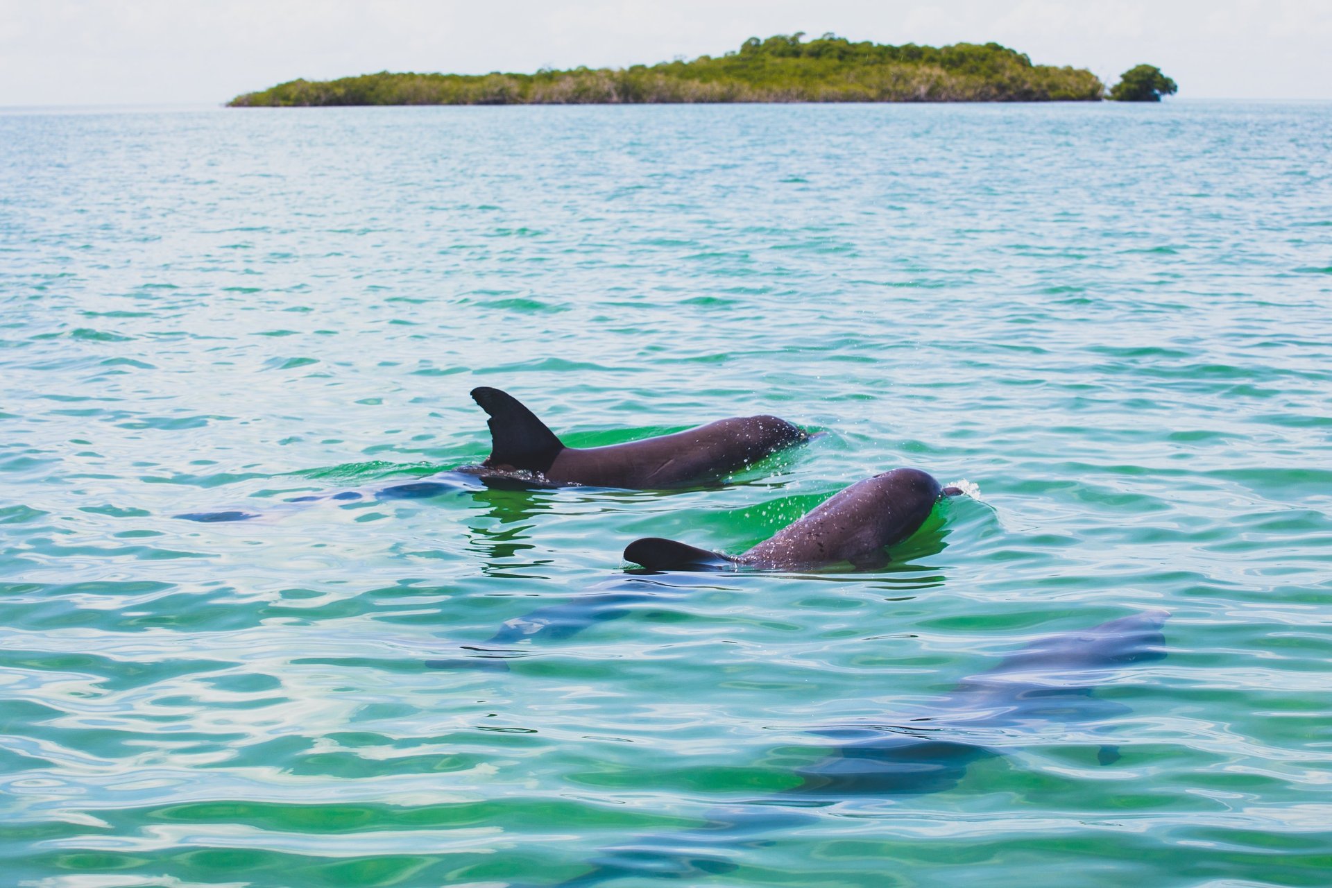 Observation des dauphins à Sian Kaaan avec Paseo Tours