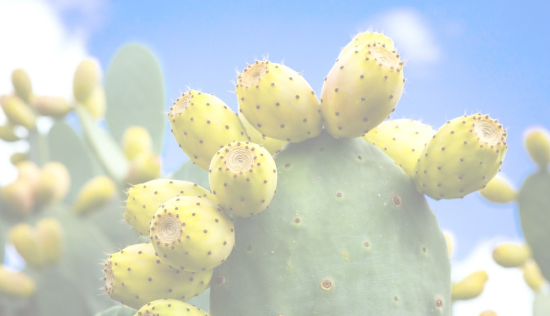 a group of green and yellow fruit