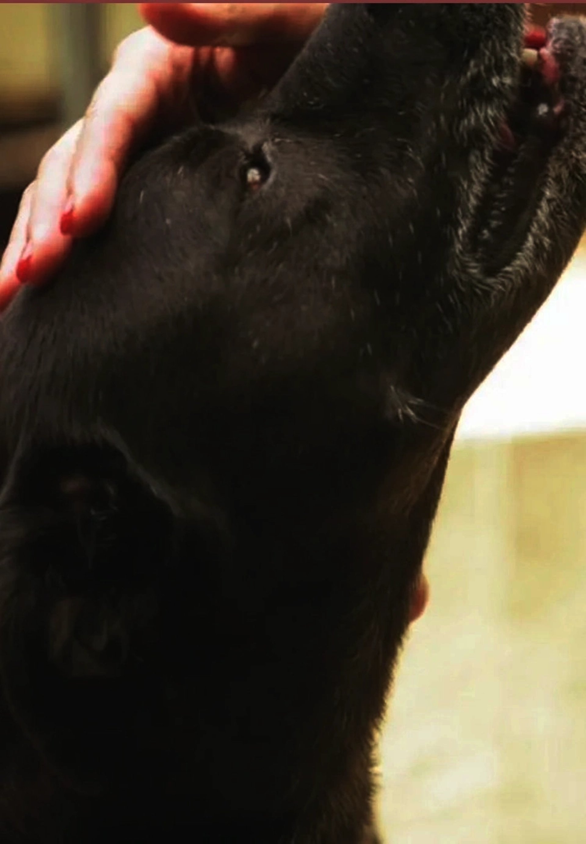 black and white bed linen