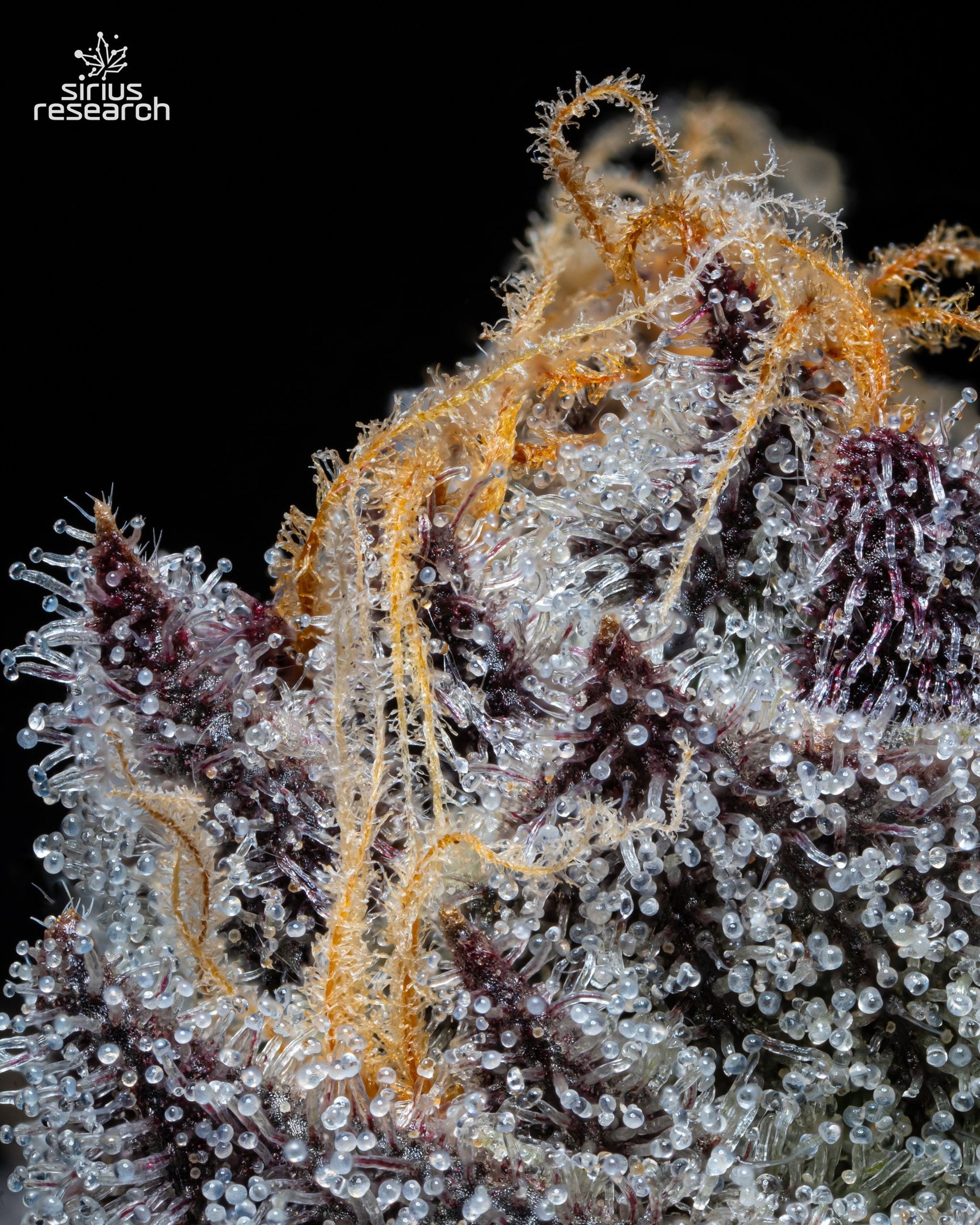 woman wearing yellow long-sleeved dress under white clouds and blue sky during daytime