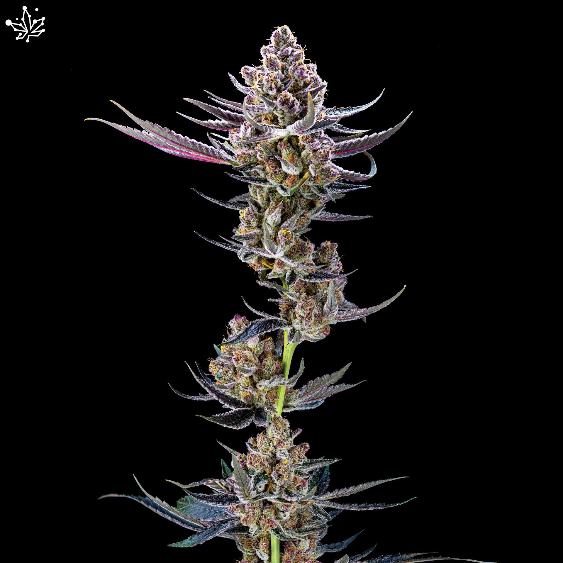 black and white bed linen