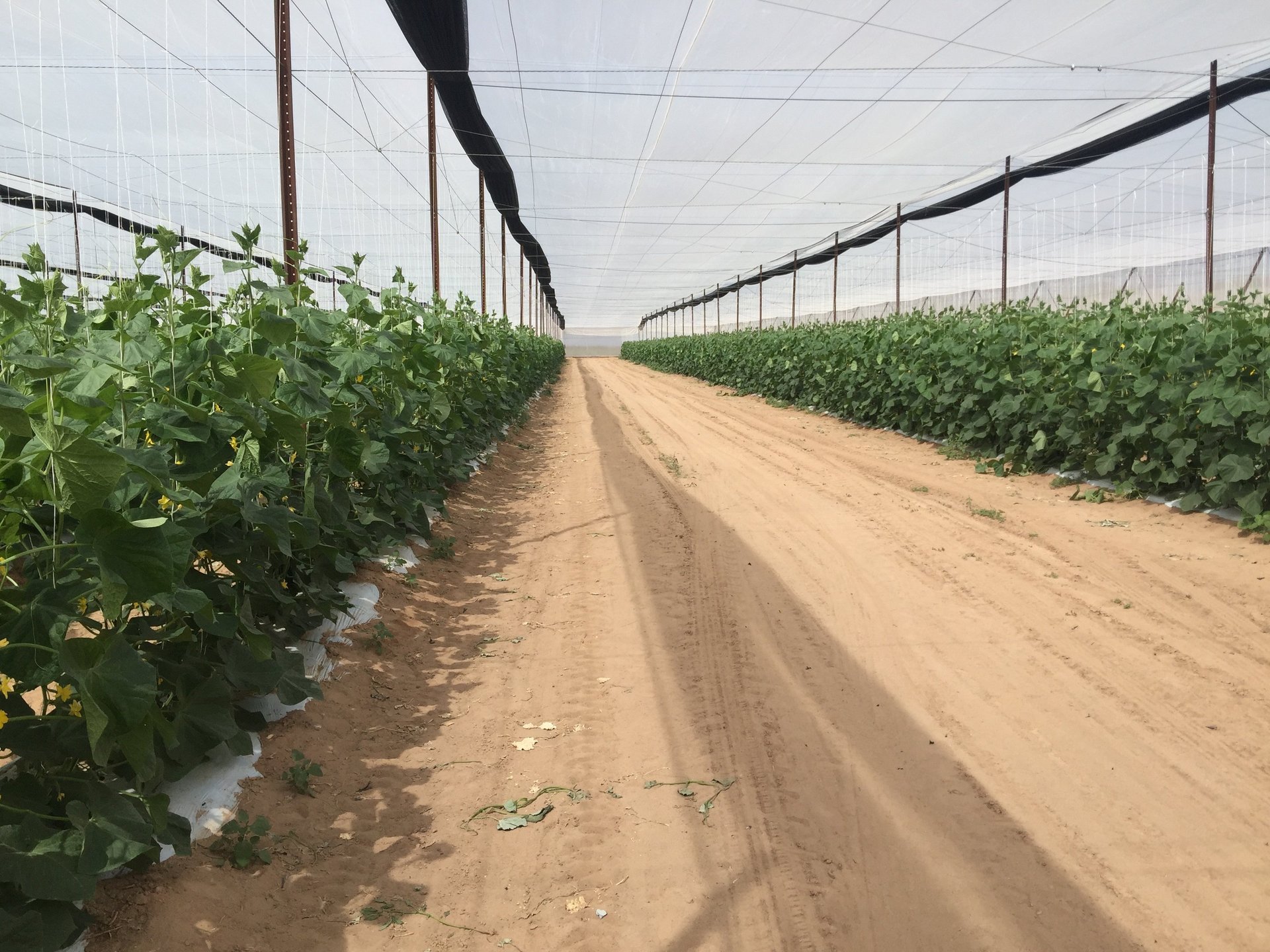 gray computer monitor