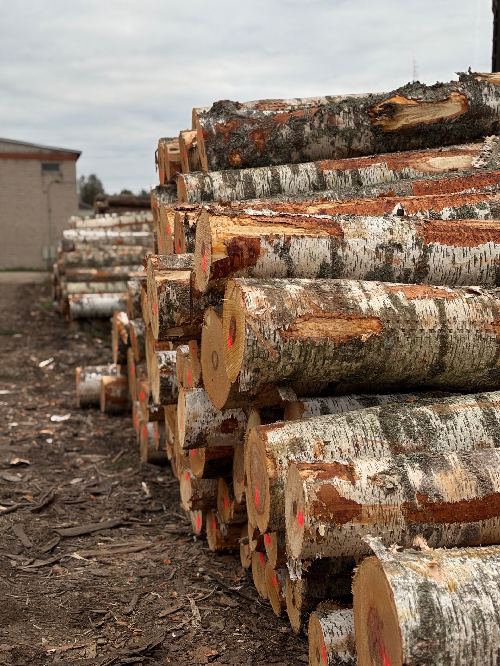 A pile of logs sitting in the middle of a forest