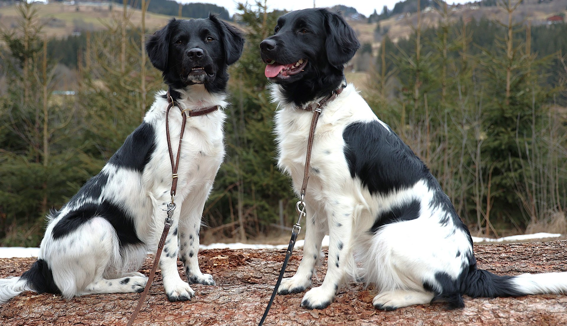 gray computer monitor