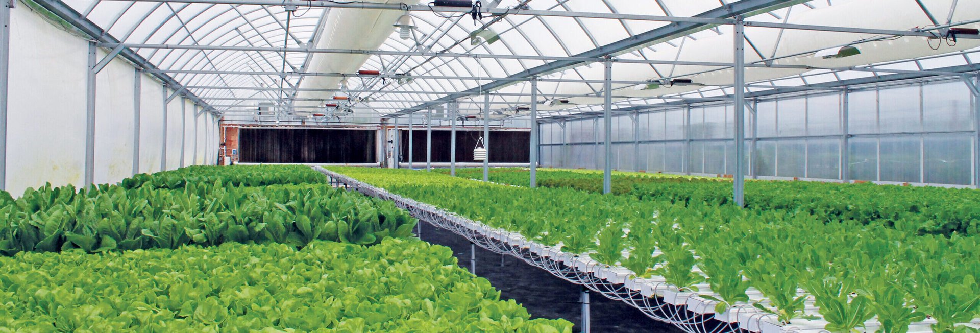 A greenhouse filled with lots of green plants