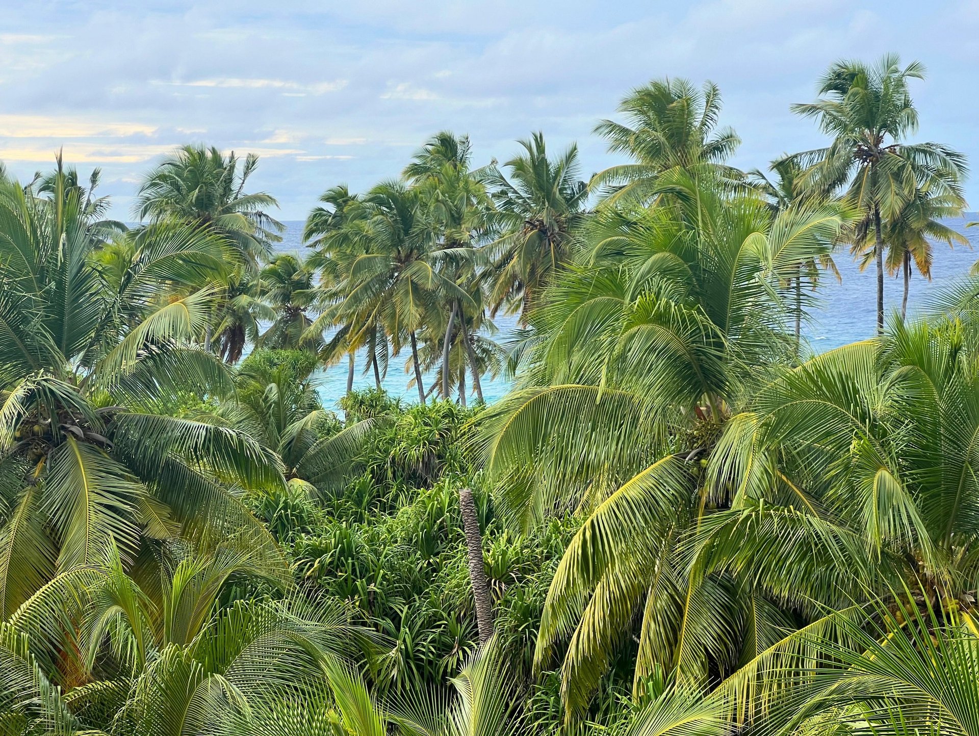 aerial view of beach during daytime