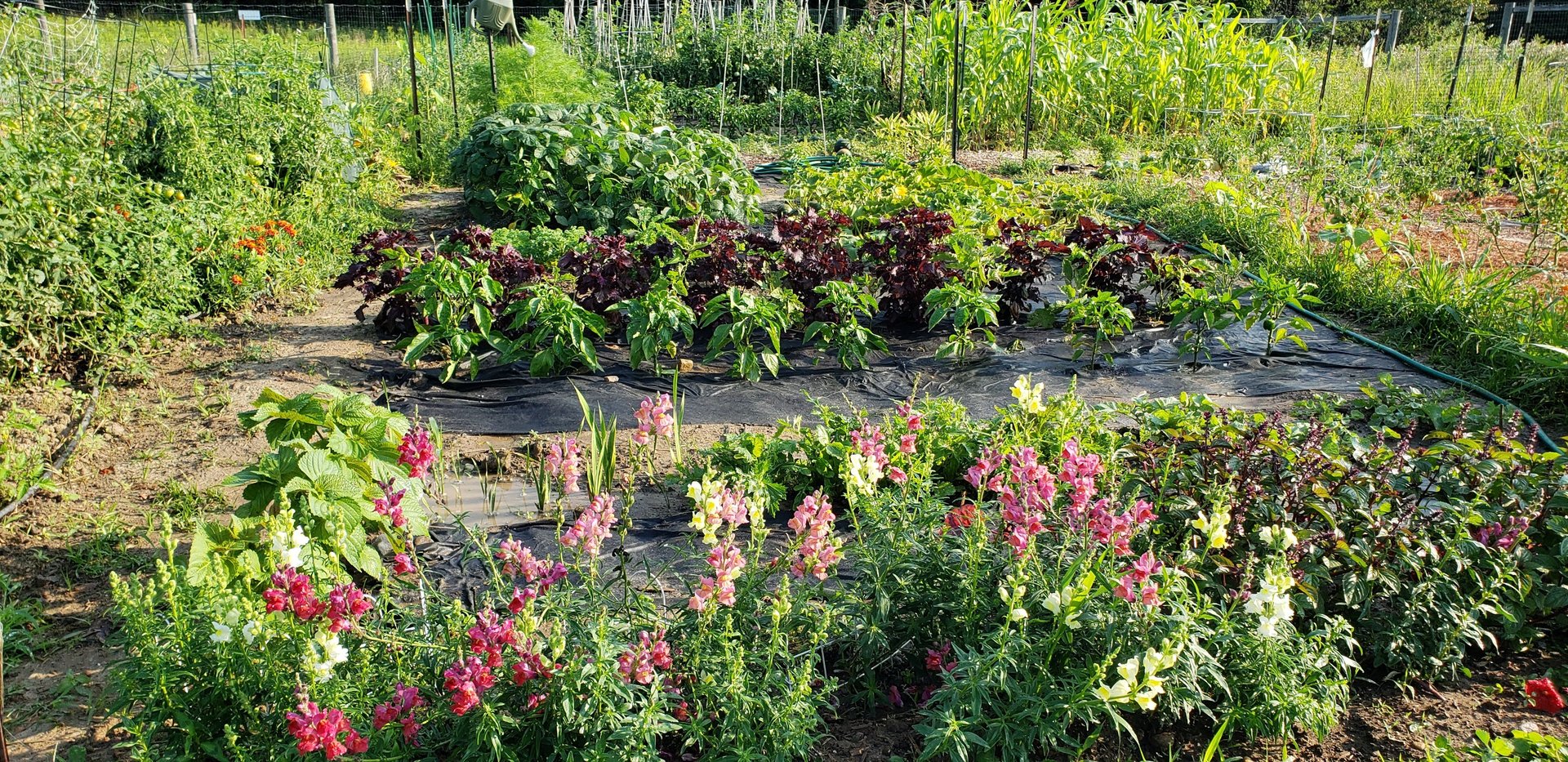 Photo of a community garden plot, with vegetables, herbs and flowers.