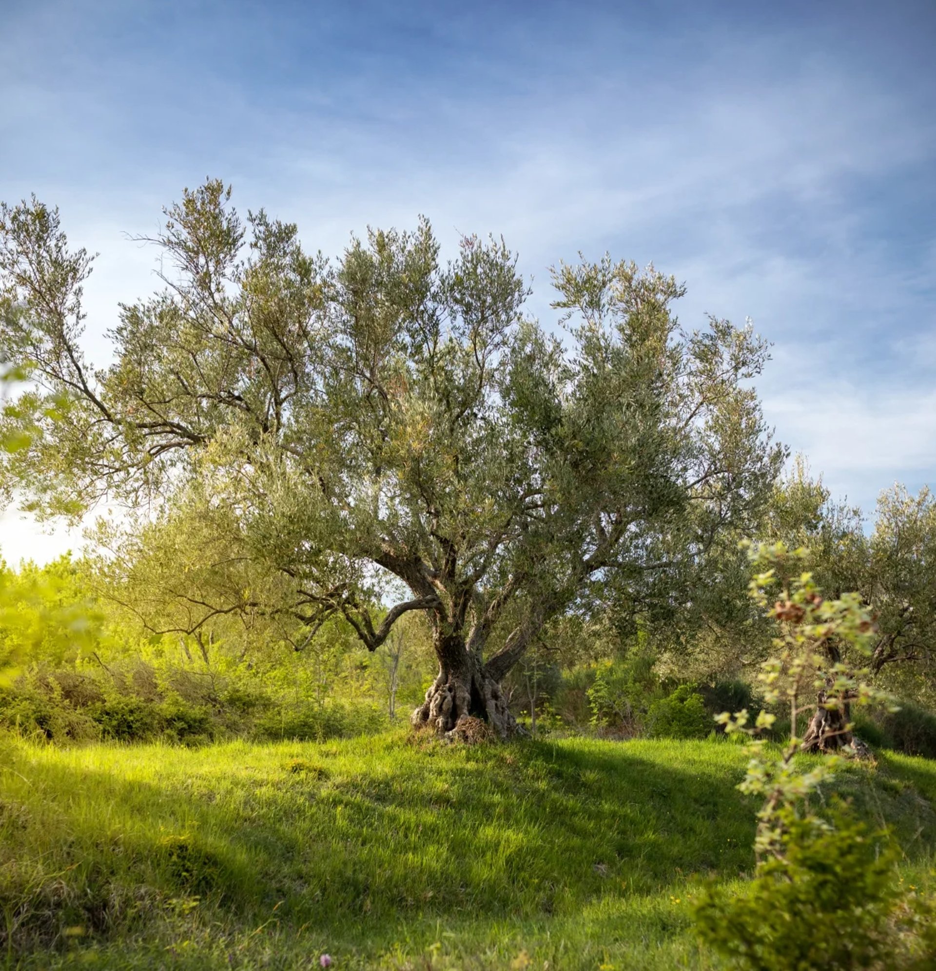 foto scattata da promotiva di gioielli creati da l'artigiano orafo