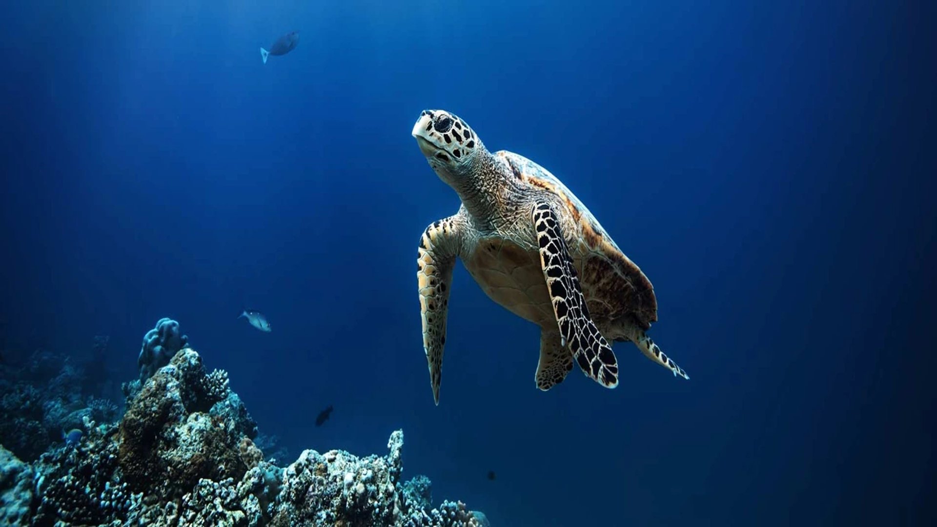 turtle swimming next to coral with fish around it in koh tao thailand