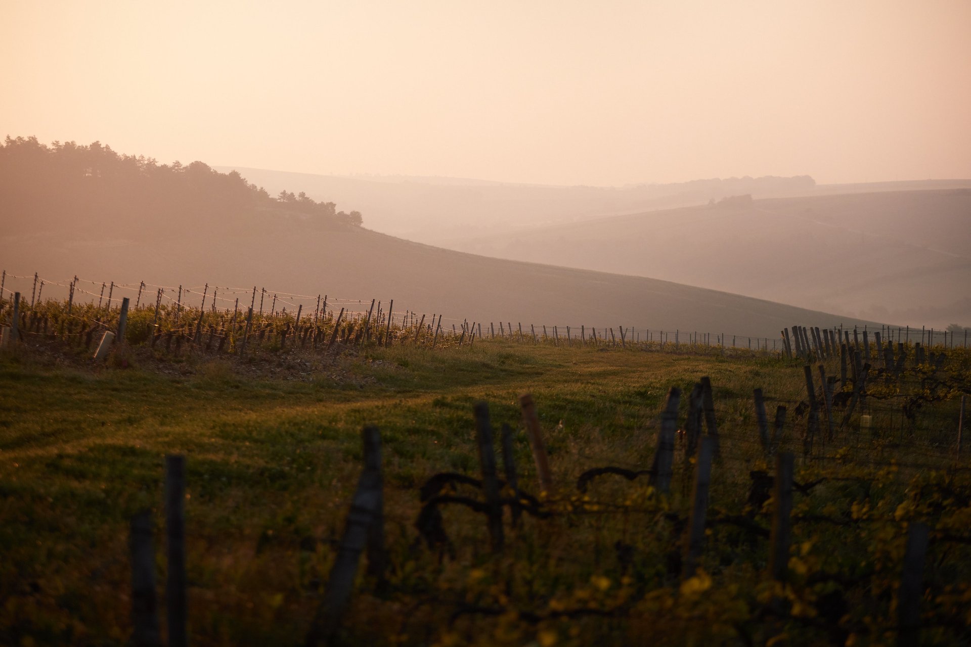 green leaf plant during daytime
