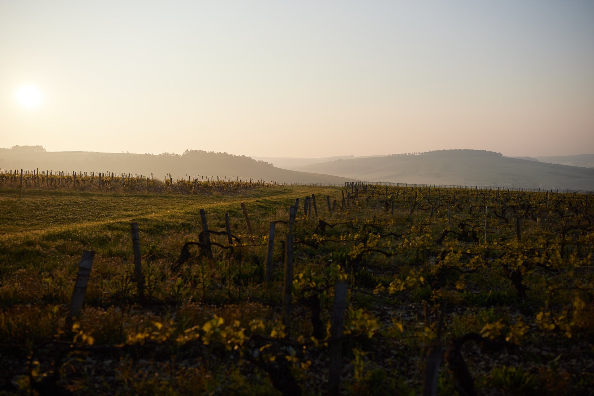 clear wine glass overlooking orchard during daytime