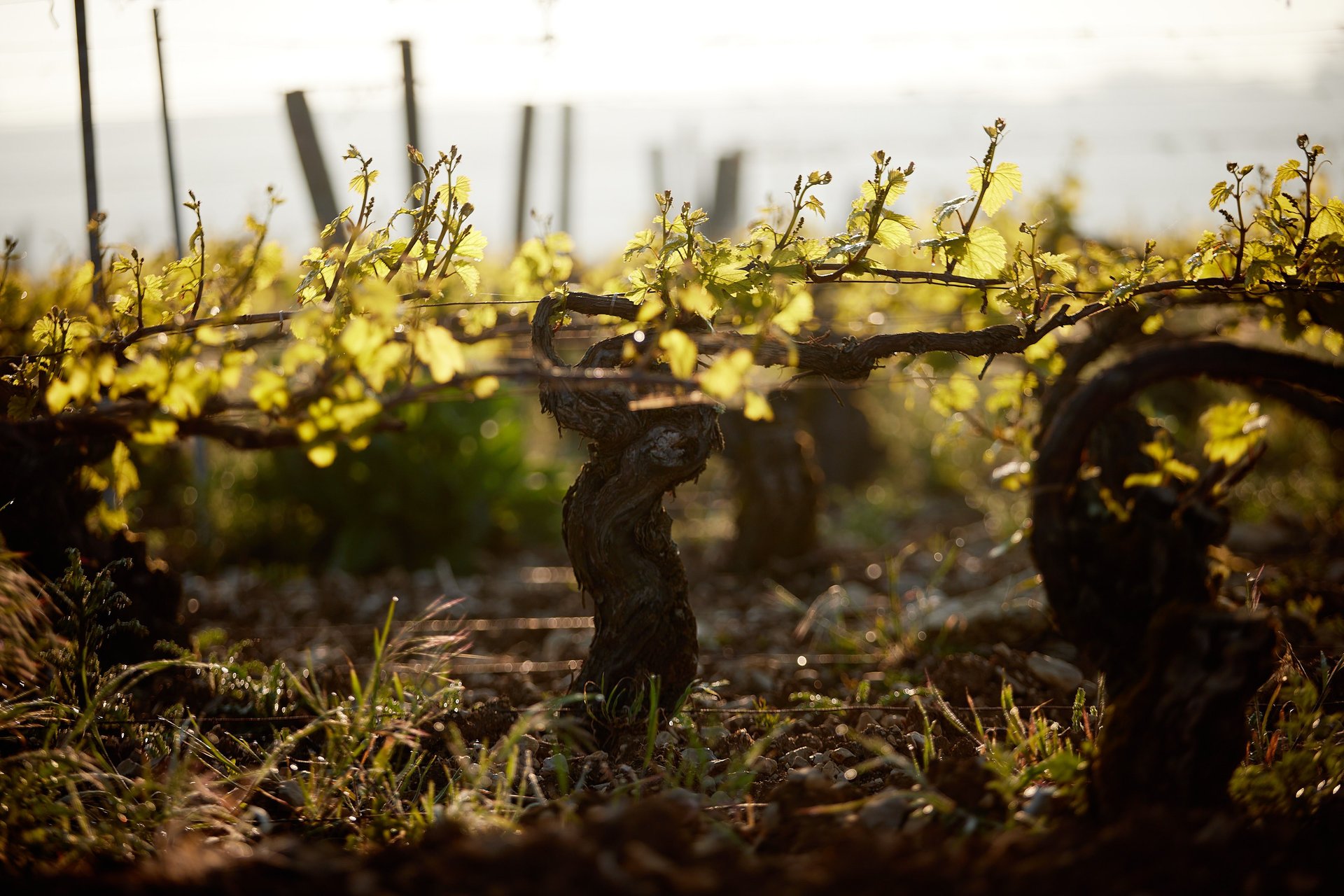 an abstract photo of a curved building with a blue sky in the background