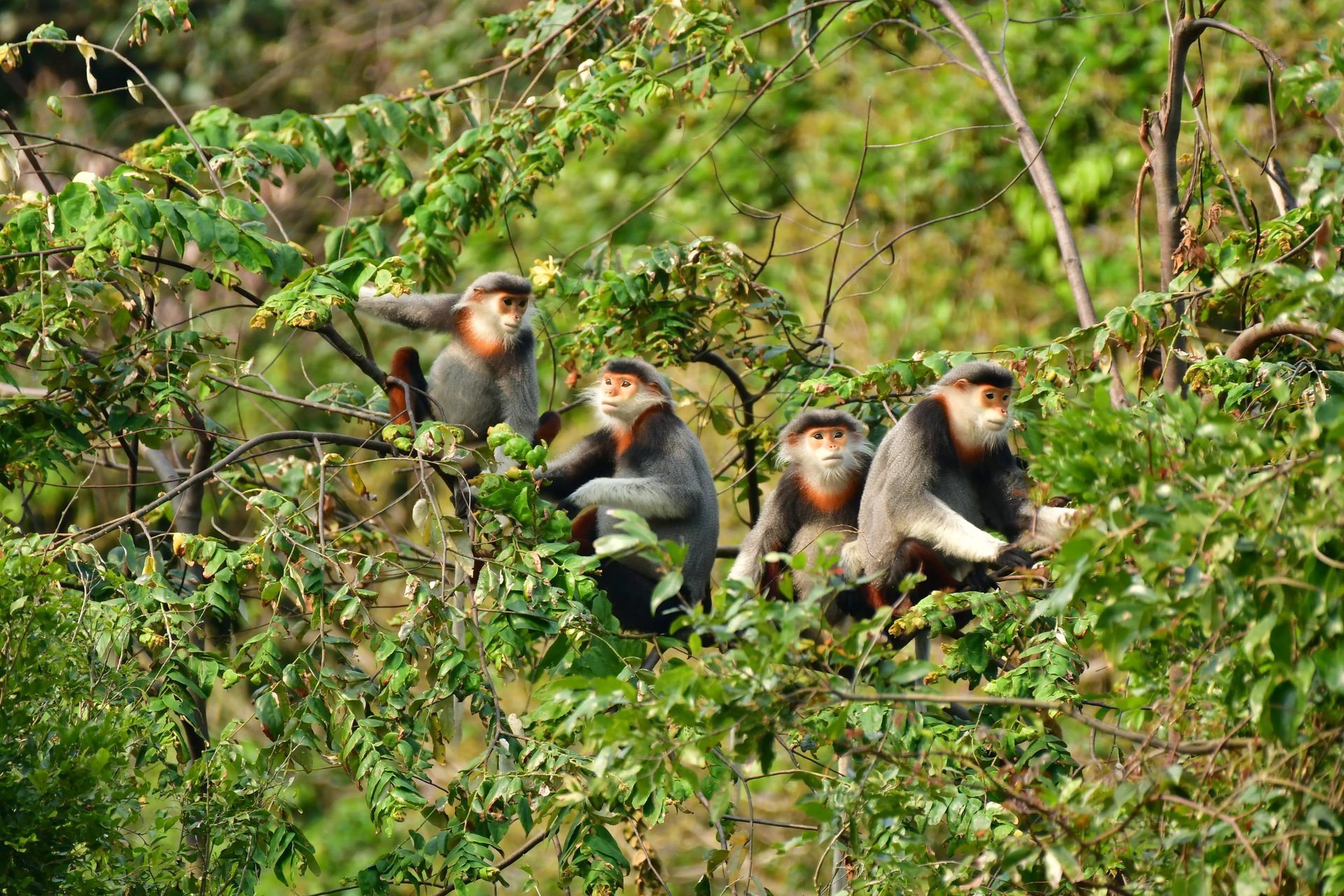 A group of red-shanked douc langur in Da Nang