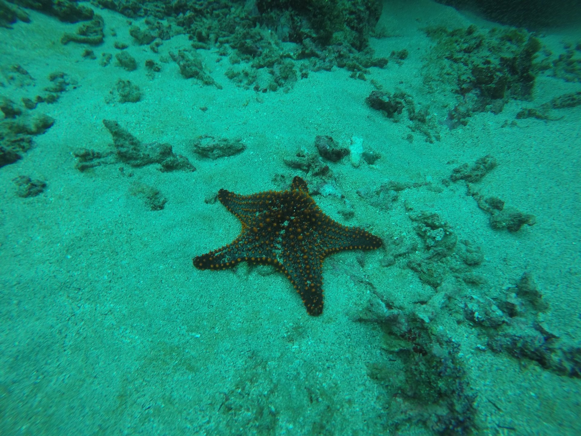 black blue and yellow textile