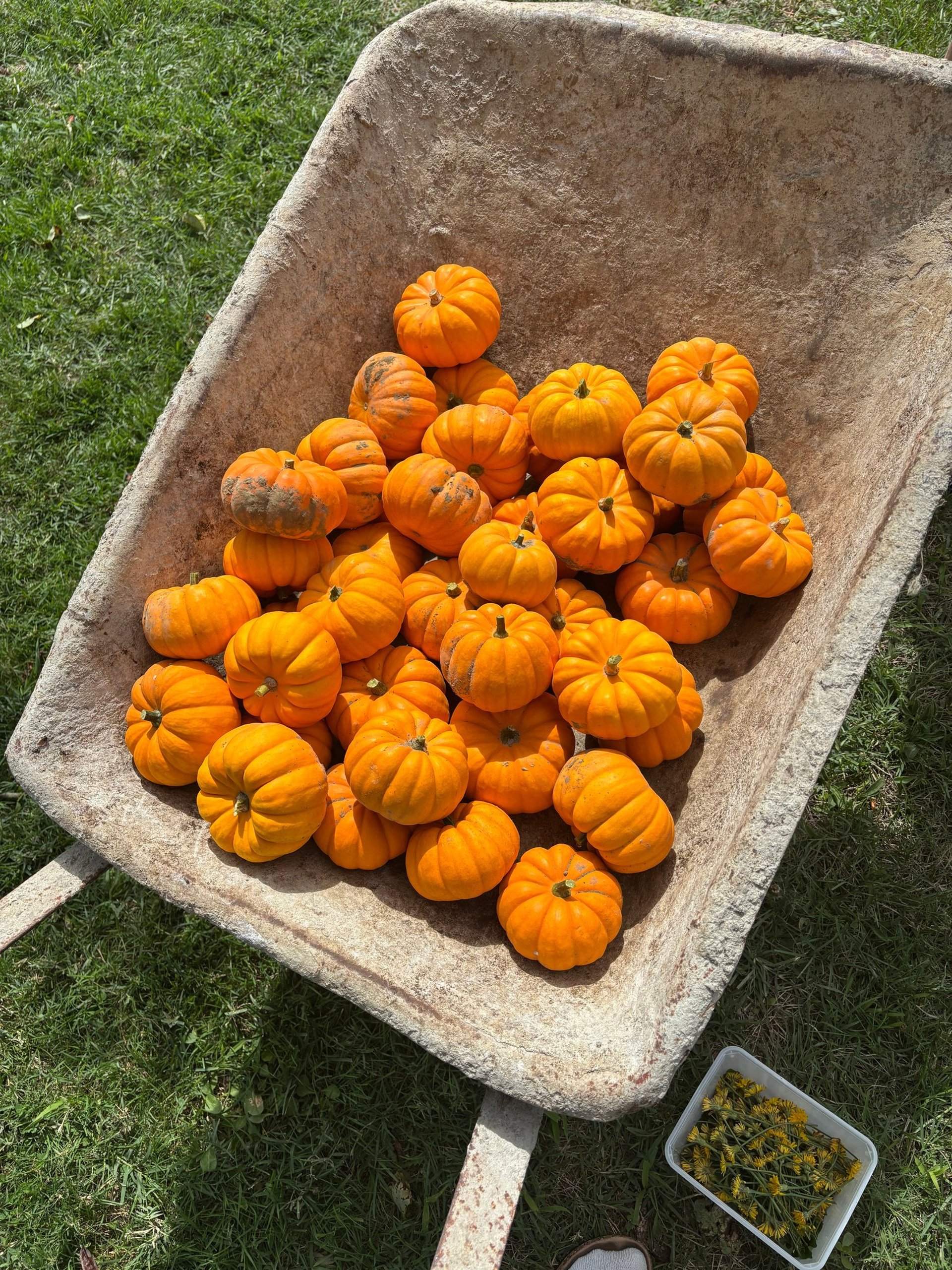 photo of orange and green squash lot