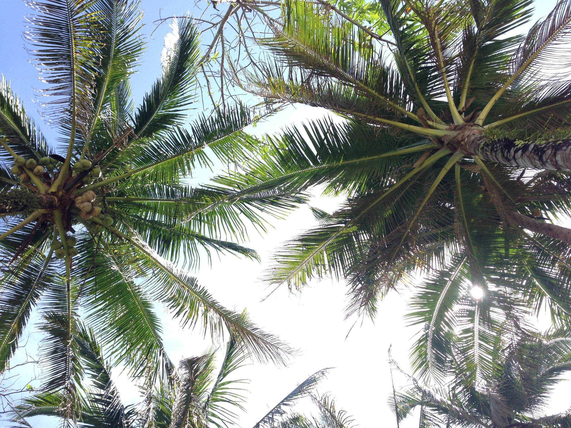 palm leaves