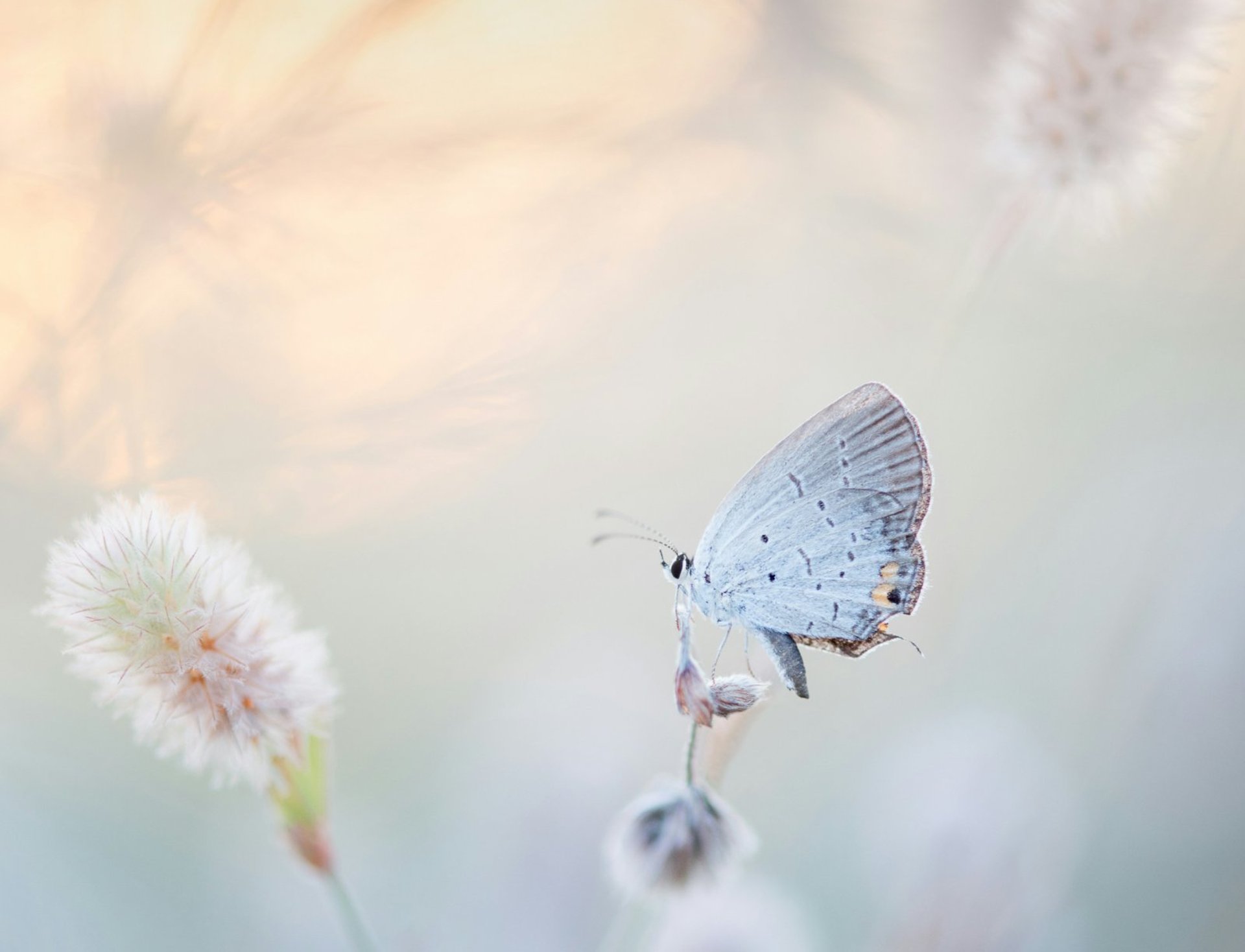 butterfly perched on petaled flower
