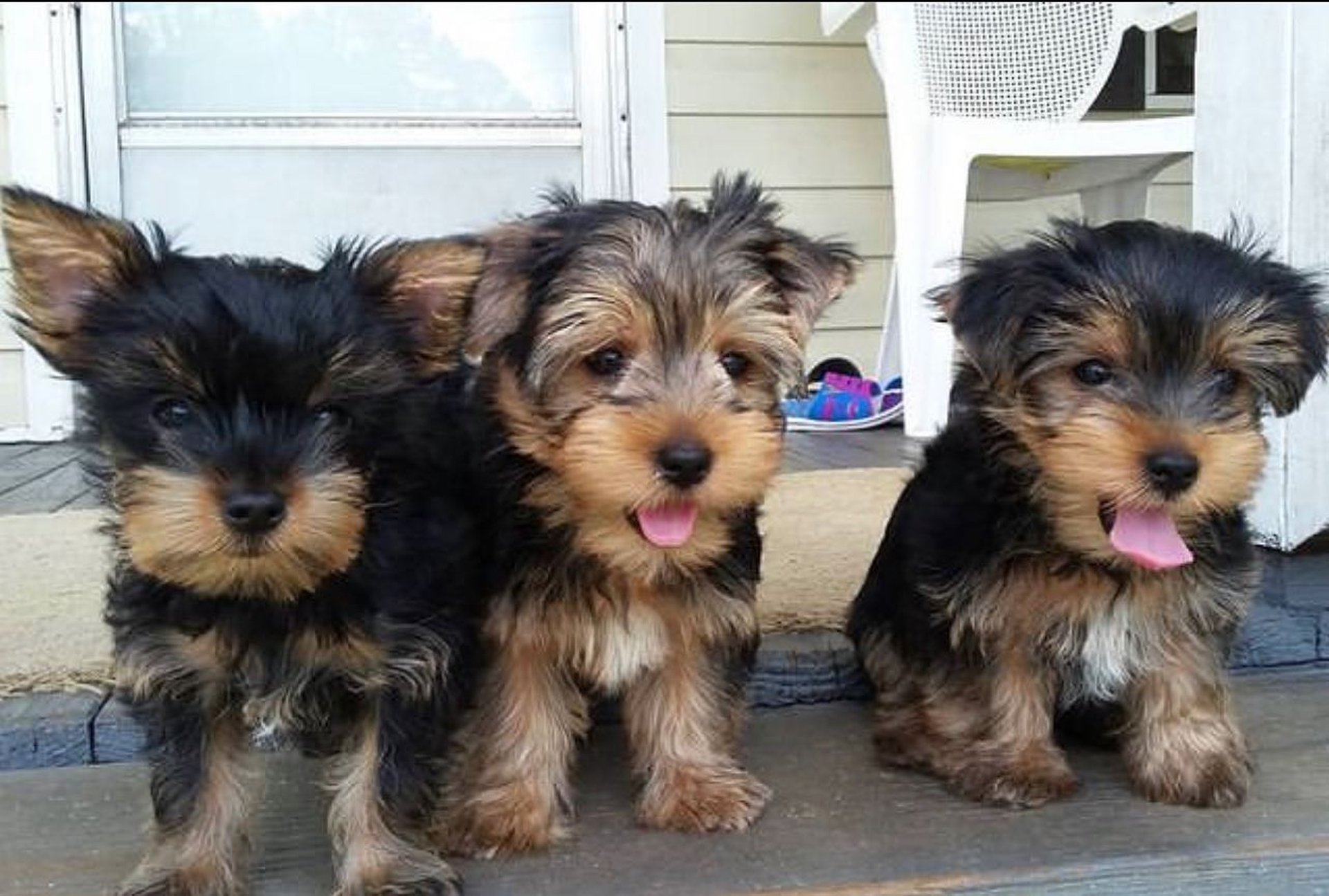 a group of small dogs wearing blue clothes