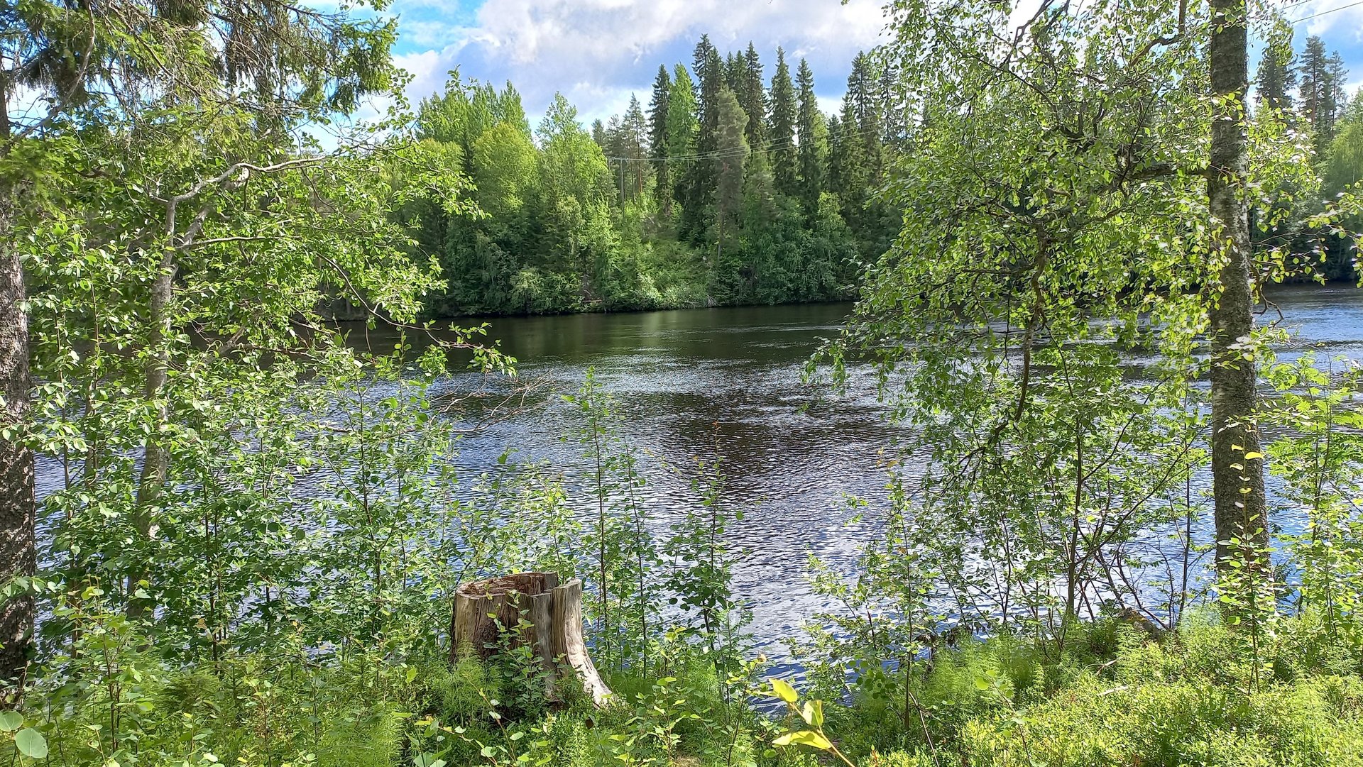 green trees in forest during daytime