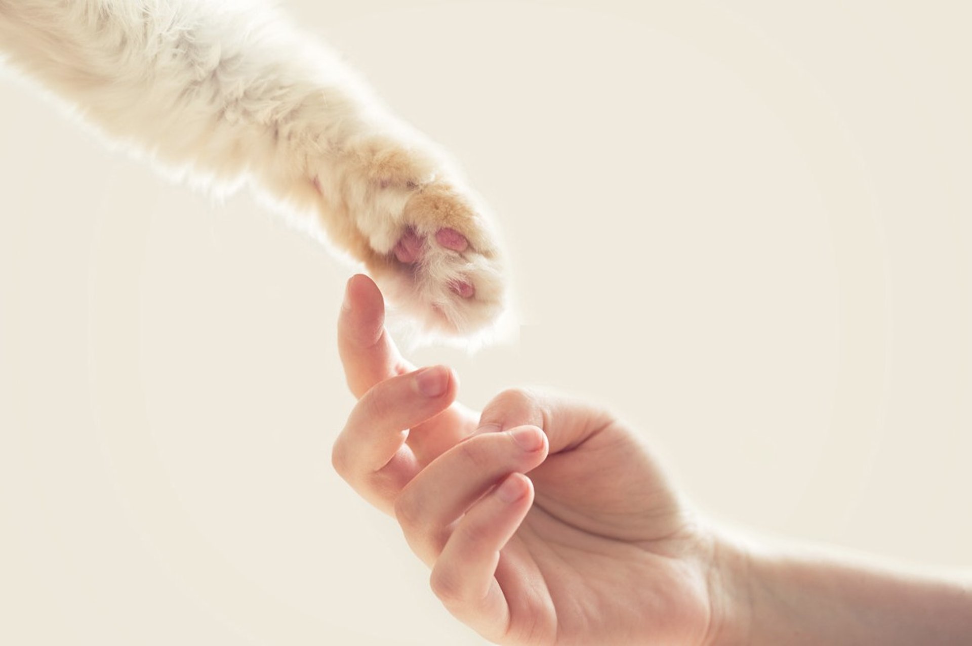 tabby cat touching person's palm