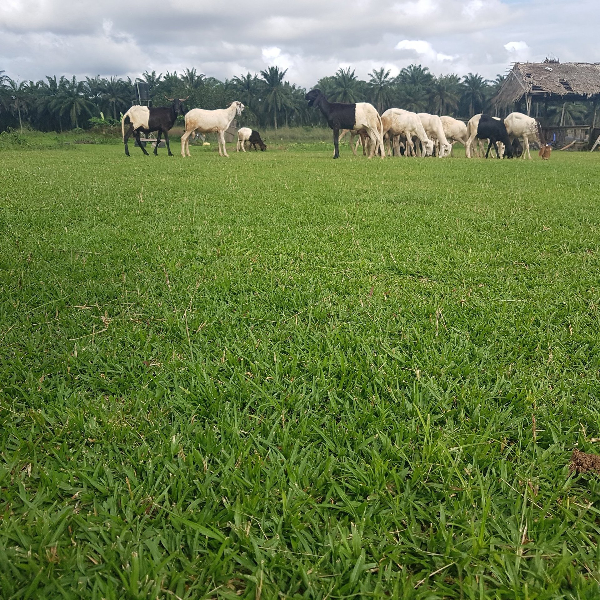 gray computer monitor