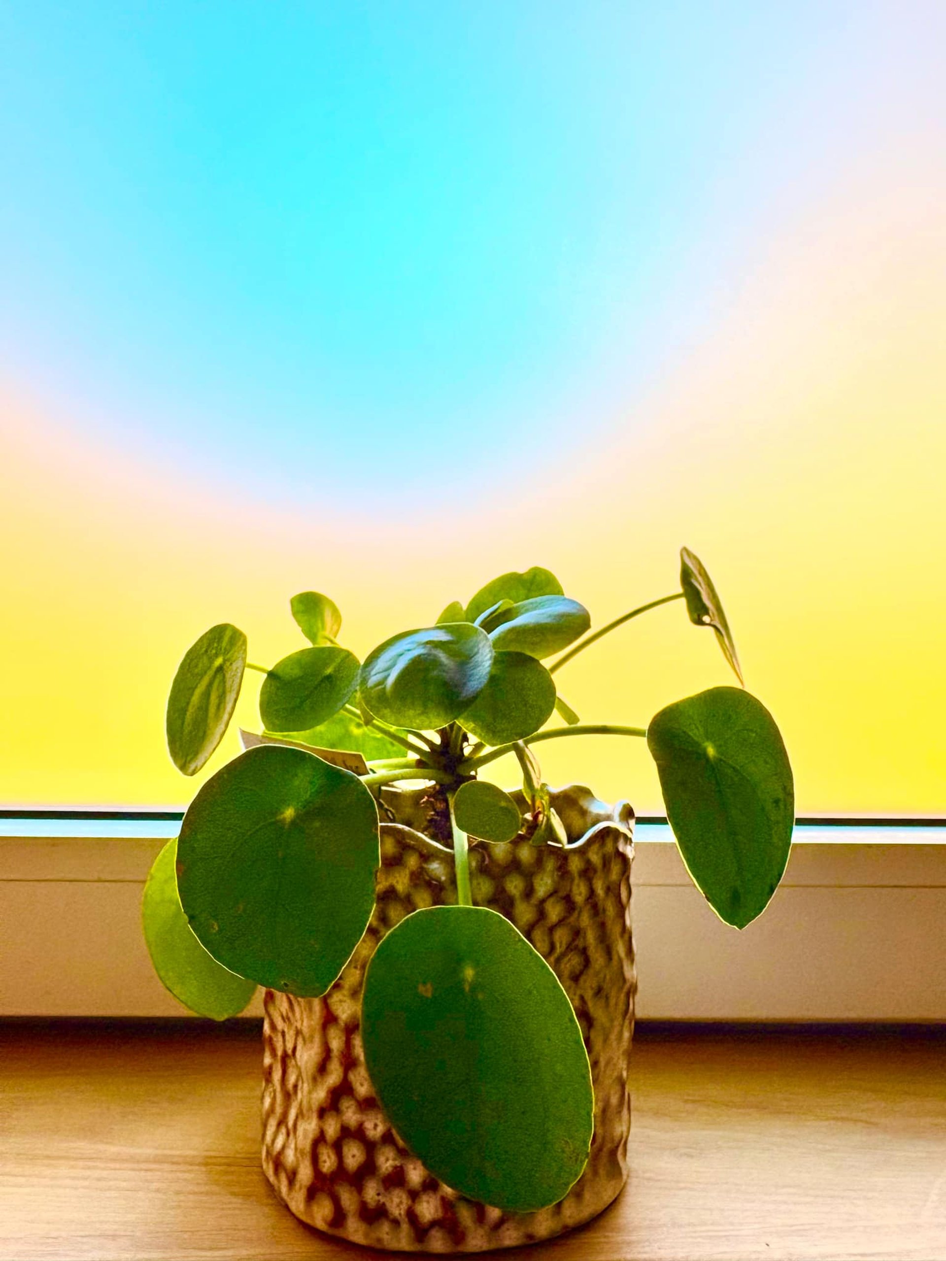 yellow sunflower field during daytime