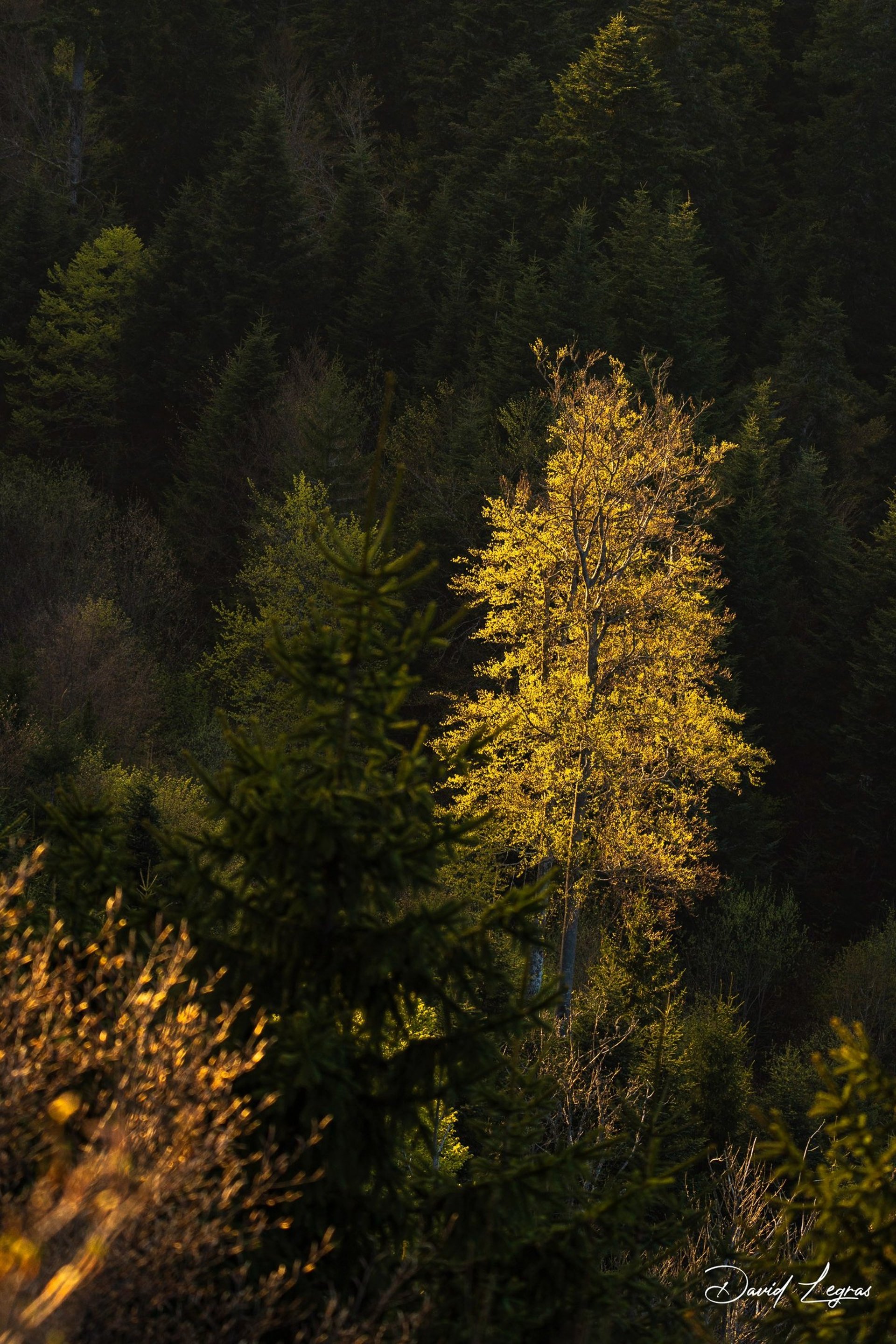 Cascade Hauteville