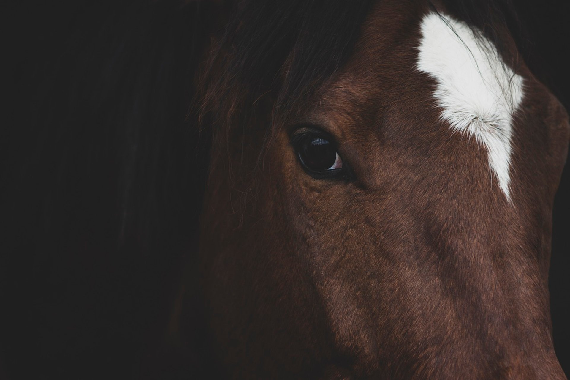 a close up of a brown and white horse