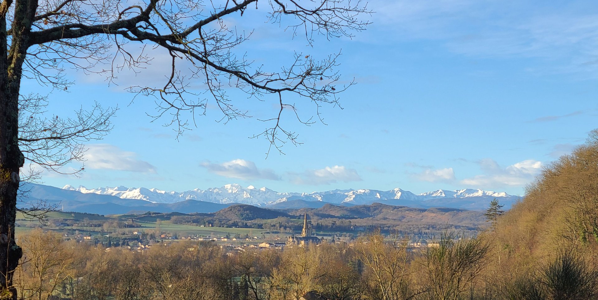 a tree in a field with a blue sky in the background