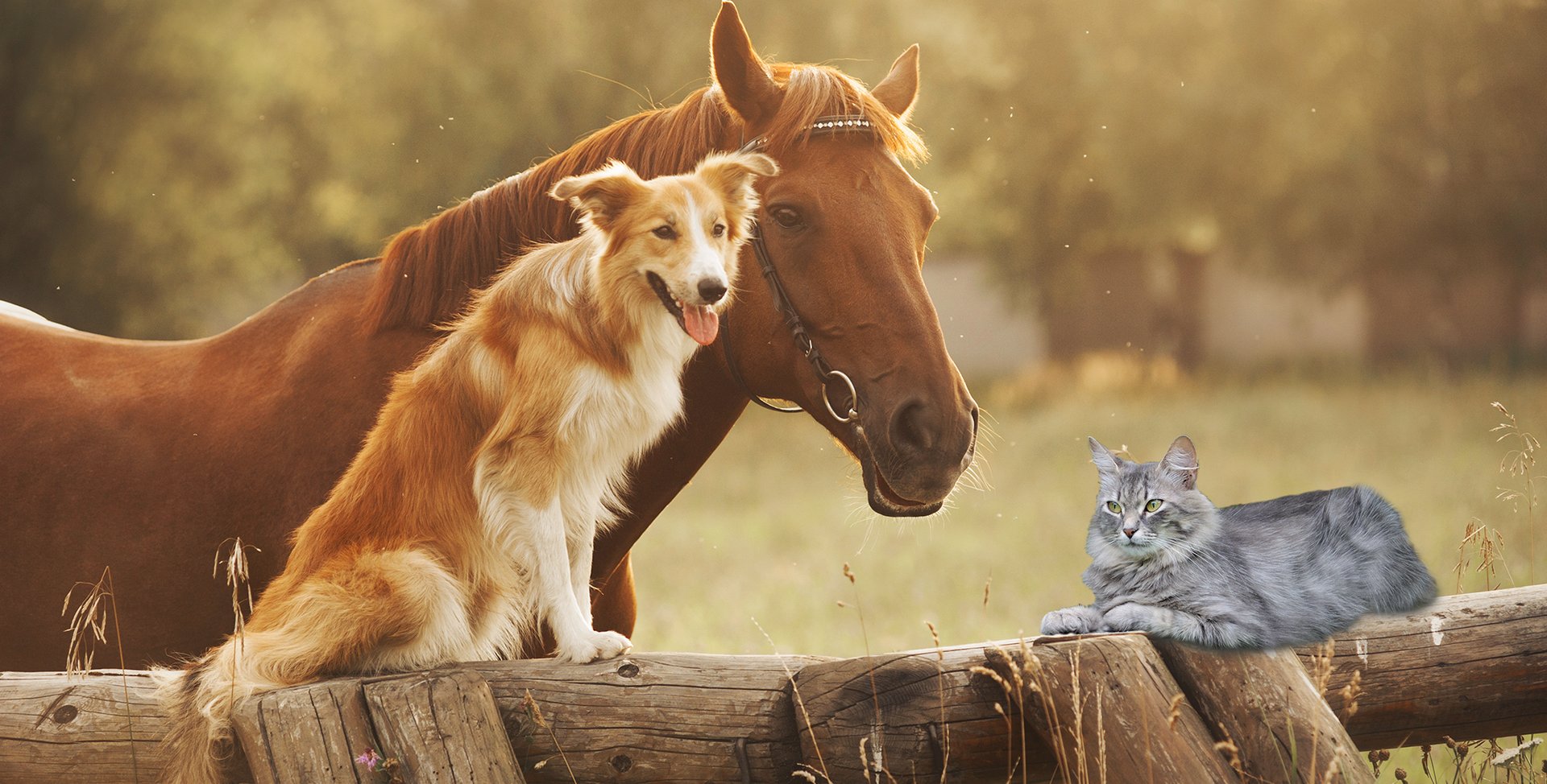 two brown and white dogs running dirt road during daytime