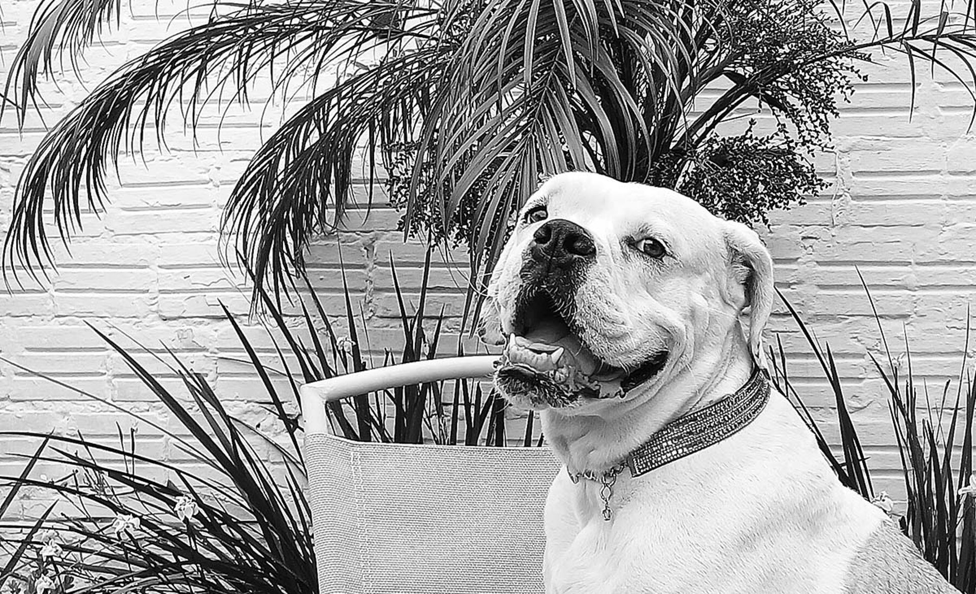 black and white bed linen