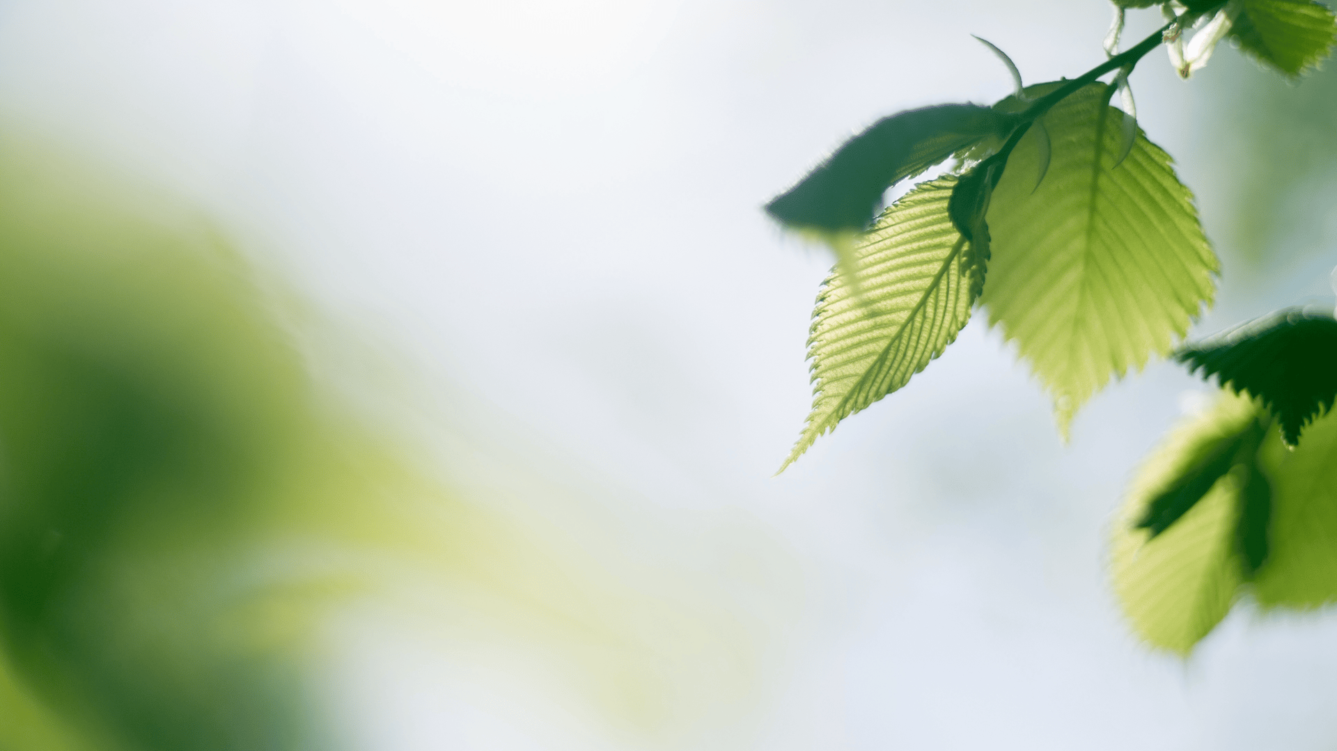 tree leaves macro photography