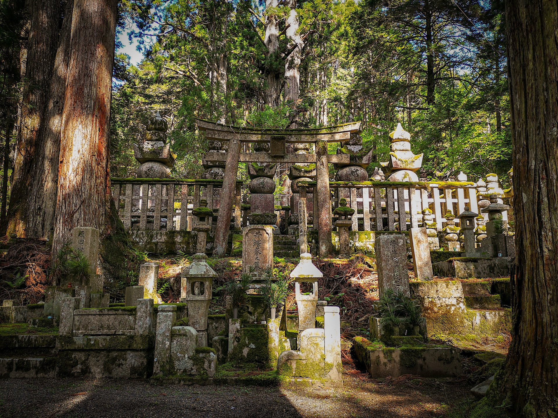 gray concrete blocks on forest during daytime