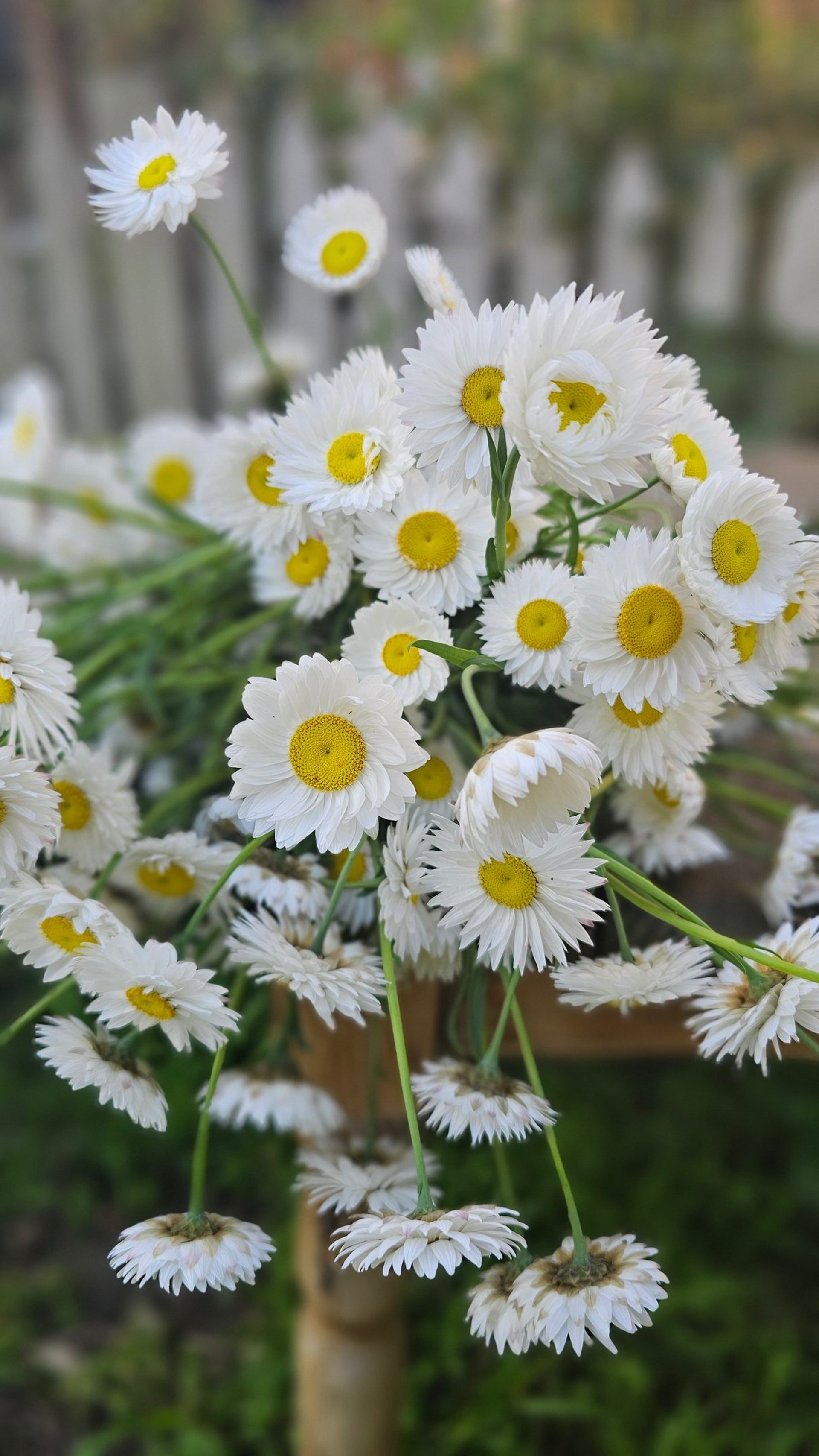 mountain range under blue sky