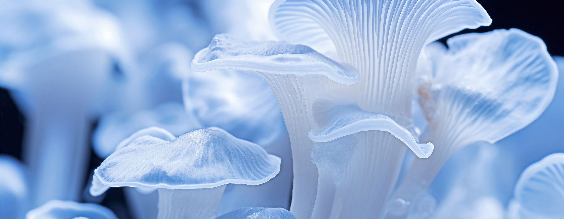 mushroom to create mycelium