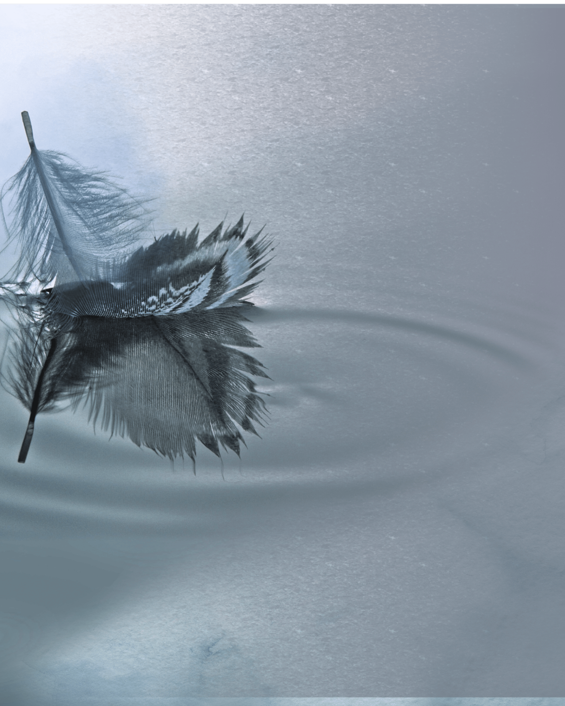 white feather on brown rock