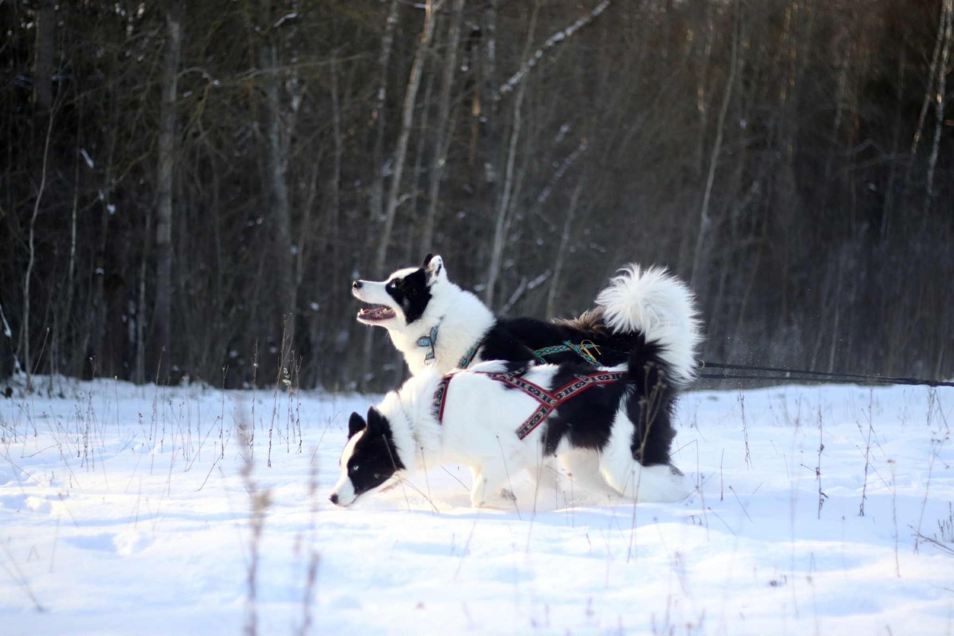 a lake surrounded by trees covered in snow