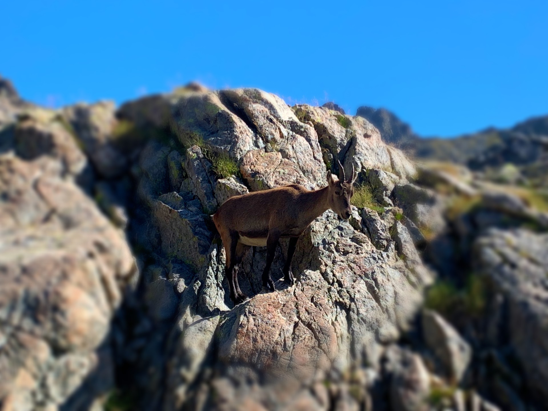 Nos amis de la Montagne