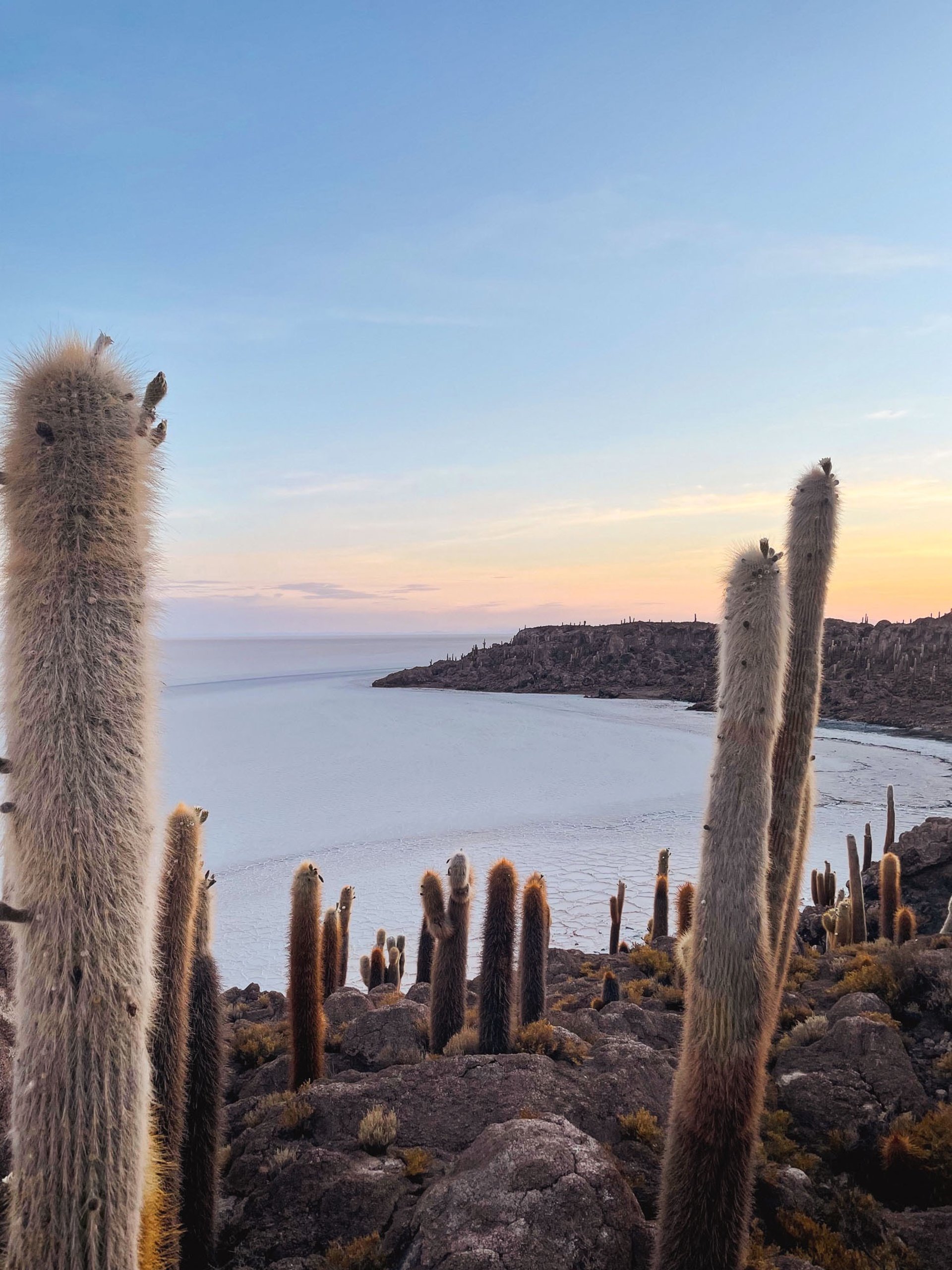 Giant cacti on Incahuasi Island, in the heart of the Uyuni Salt Flat, South Lipez, Bolivia