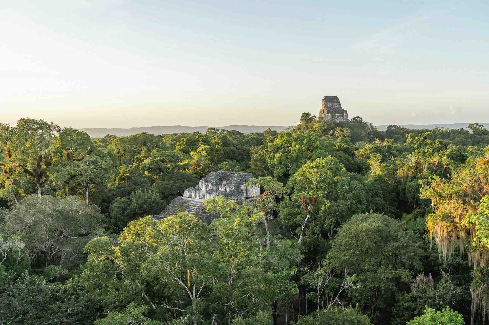 Vue aérienne des pyramides de Tikal au Guatemala, émergeant de la jungle luxuriante, vestiges d’une ancienne cité maya.