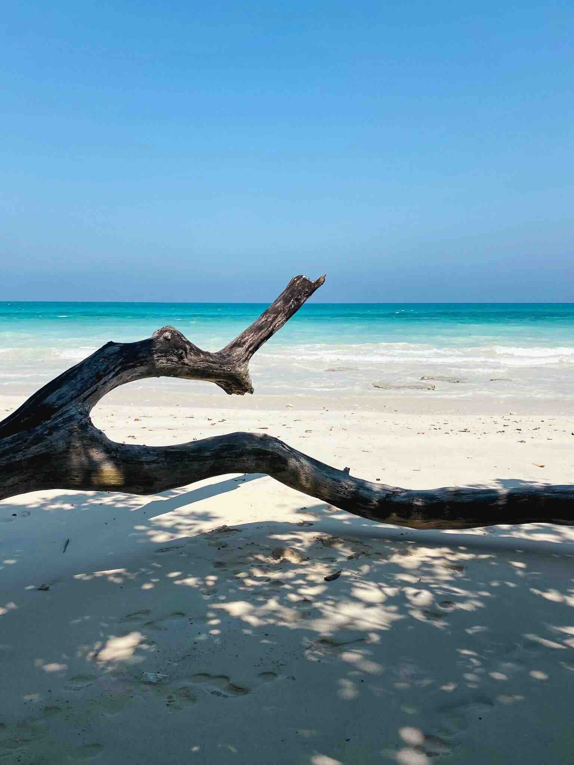 Tronc d'arbre sur une plage paradisiaque d'Havelock, îles Andaman et Nicobar.